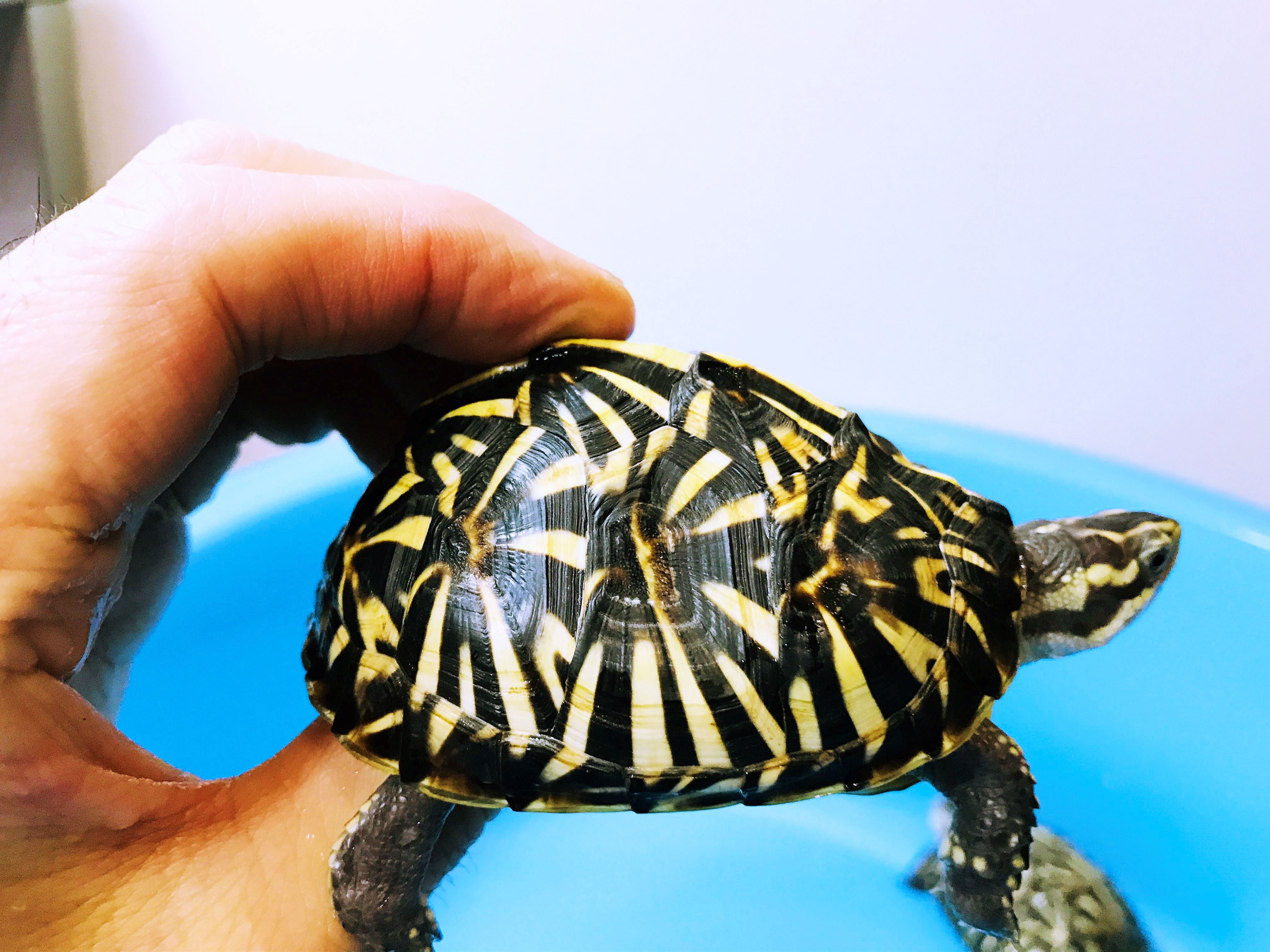 【激レア】フロリダハコガメ骨格標本(甲羅) フルアダルト　剥製　爬虫類 激レア】フロリダハコガメ骨格標本(甲羅) フルアダルト 剥製 爬虫類