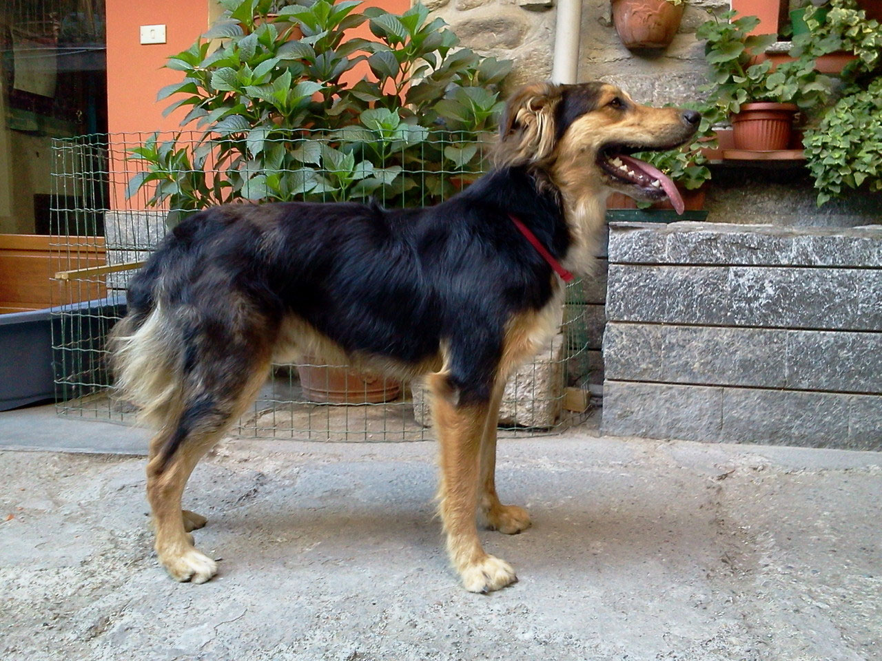 Galleria fotografica canedioropa cane da pastore Biellese