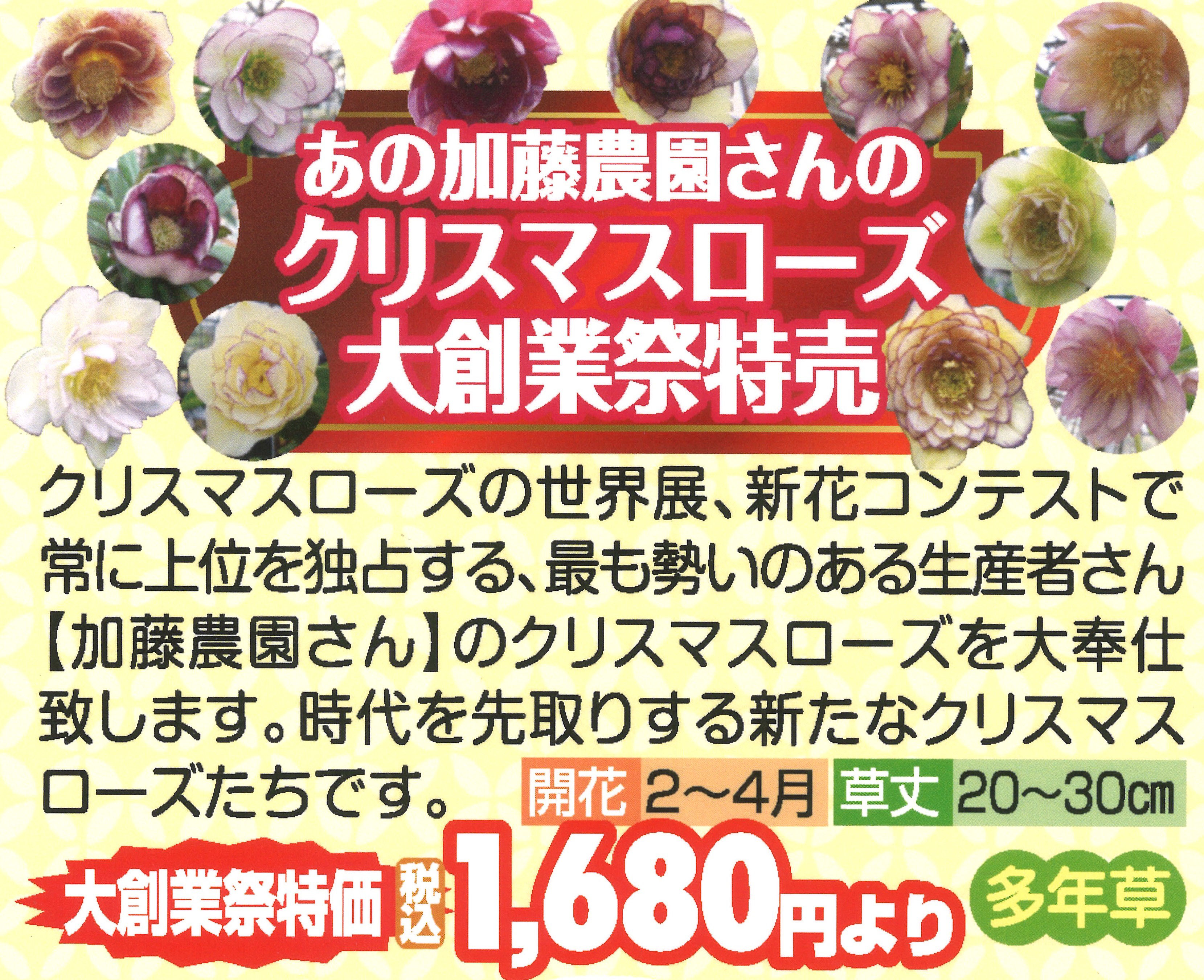 花ブログ 花暦 ミスターシードマン 豊橋の園芸 家庭菜園の専門店