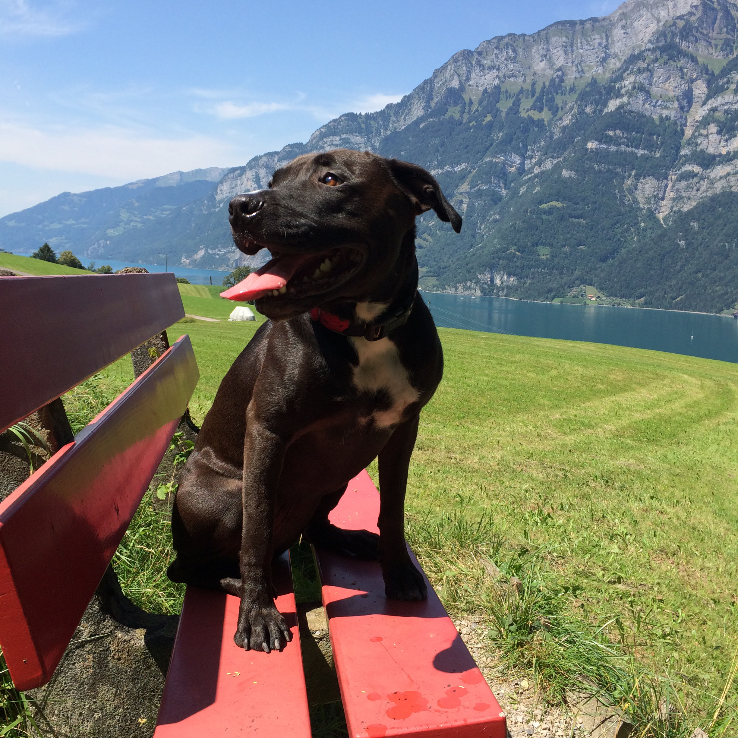 Beratung Hundeschule, Hundetrainer, Welpen, Welpenschule, Hundekurse