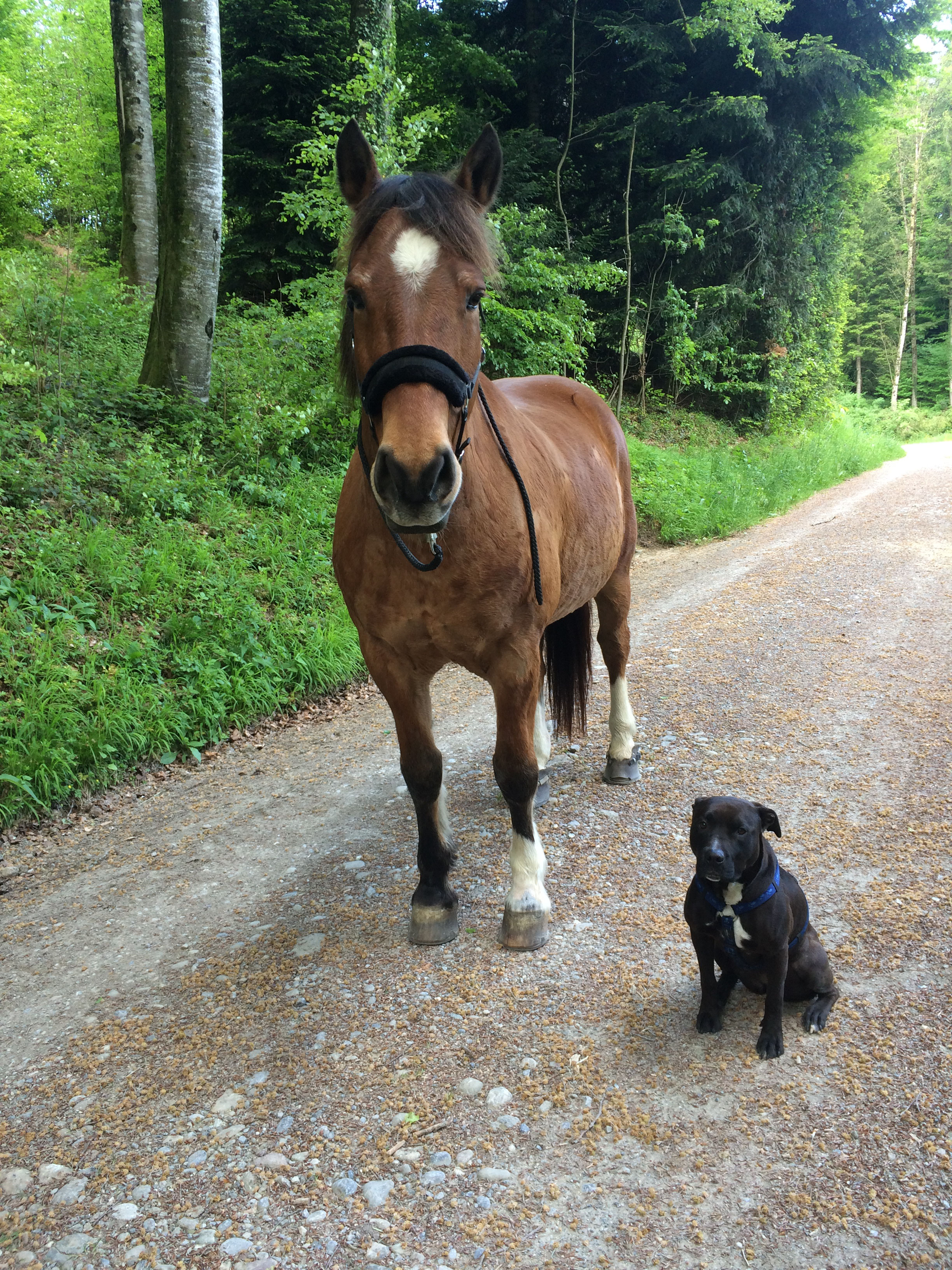 Meine Tiere Hundeschule, Hundetrainer, Welpen, Welpenschule
