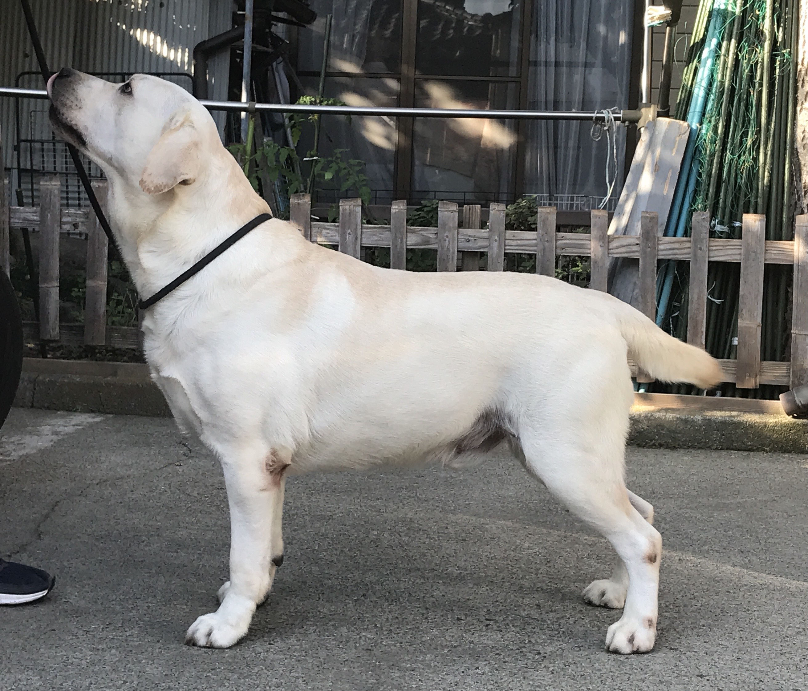 今後の予定 国際犬訓練所 Int Lab 今後の予定 国際犬訓練所 Int Lab
