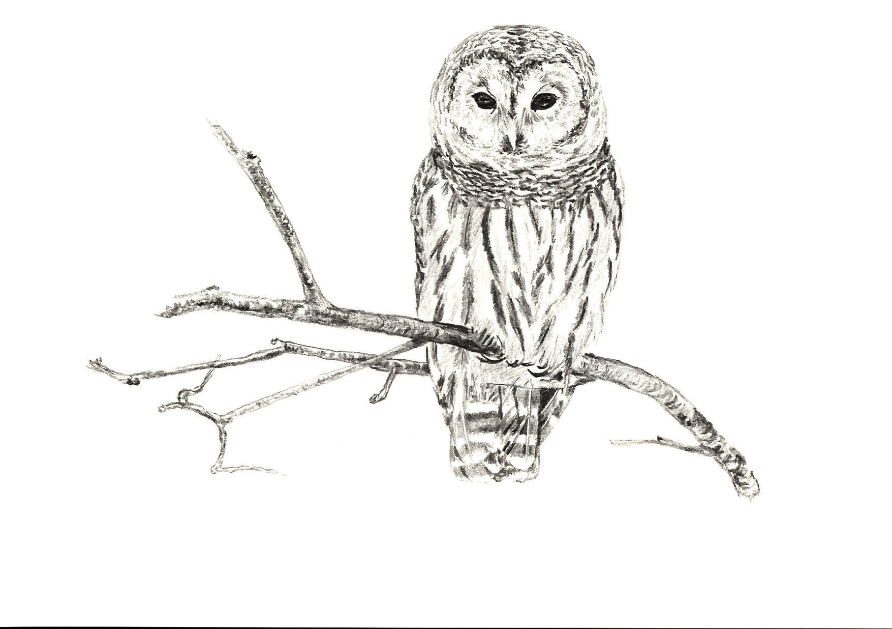 Vögel | Birds - Künstlerin