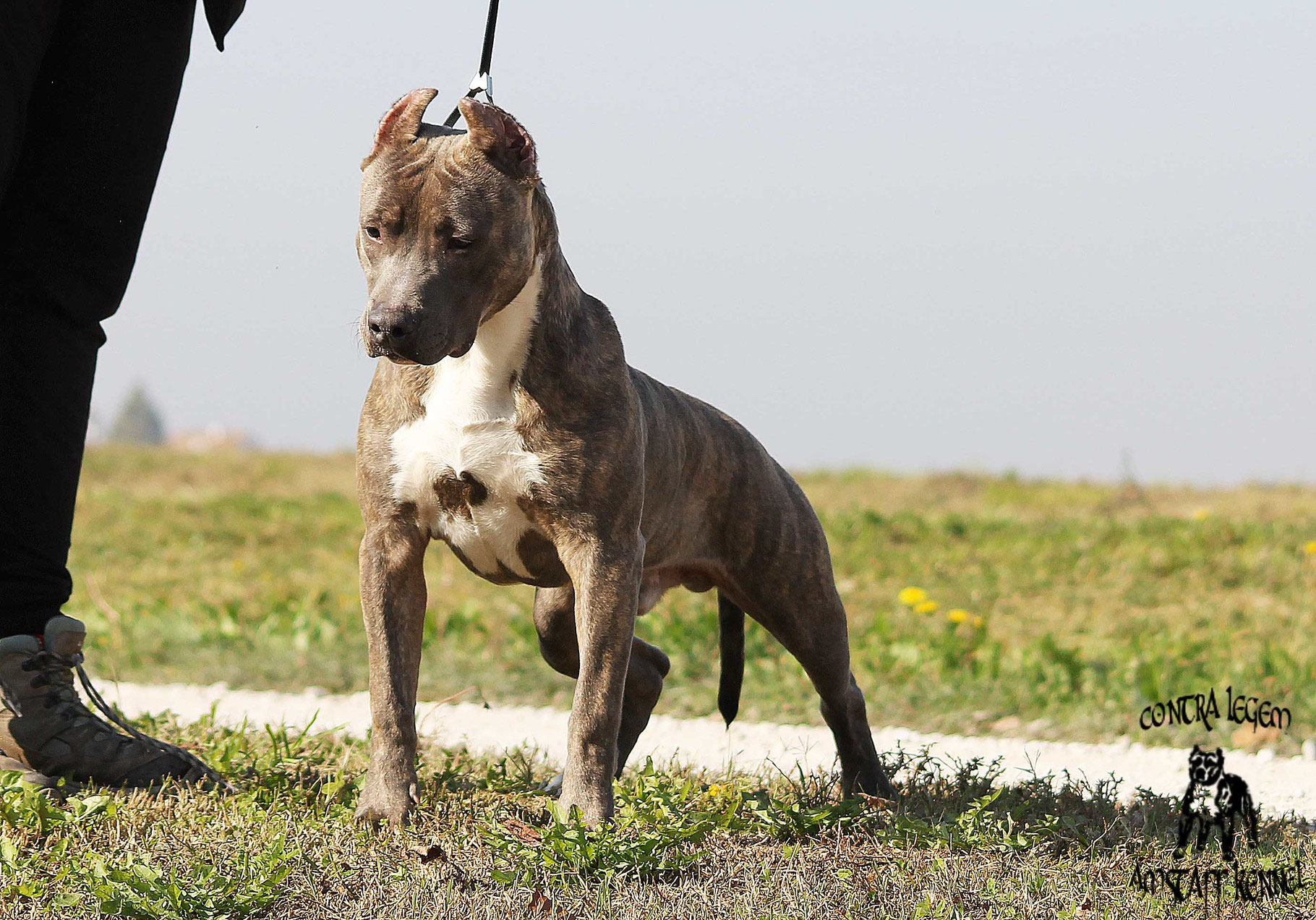 Tiger amstaff sales