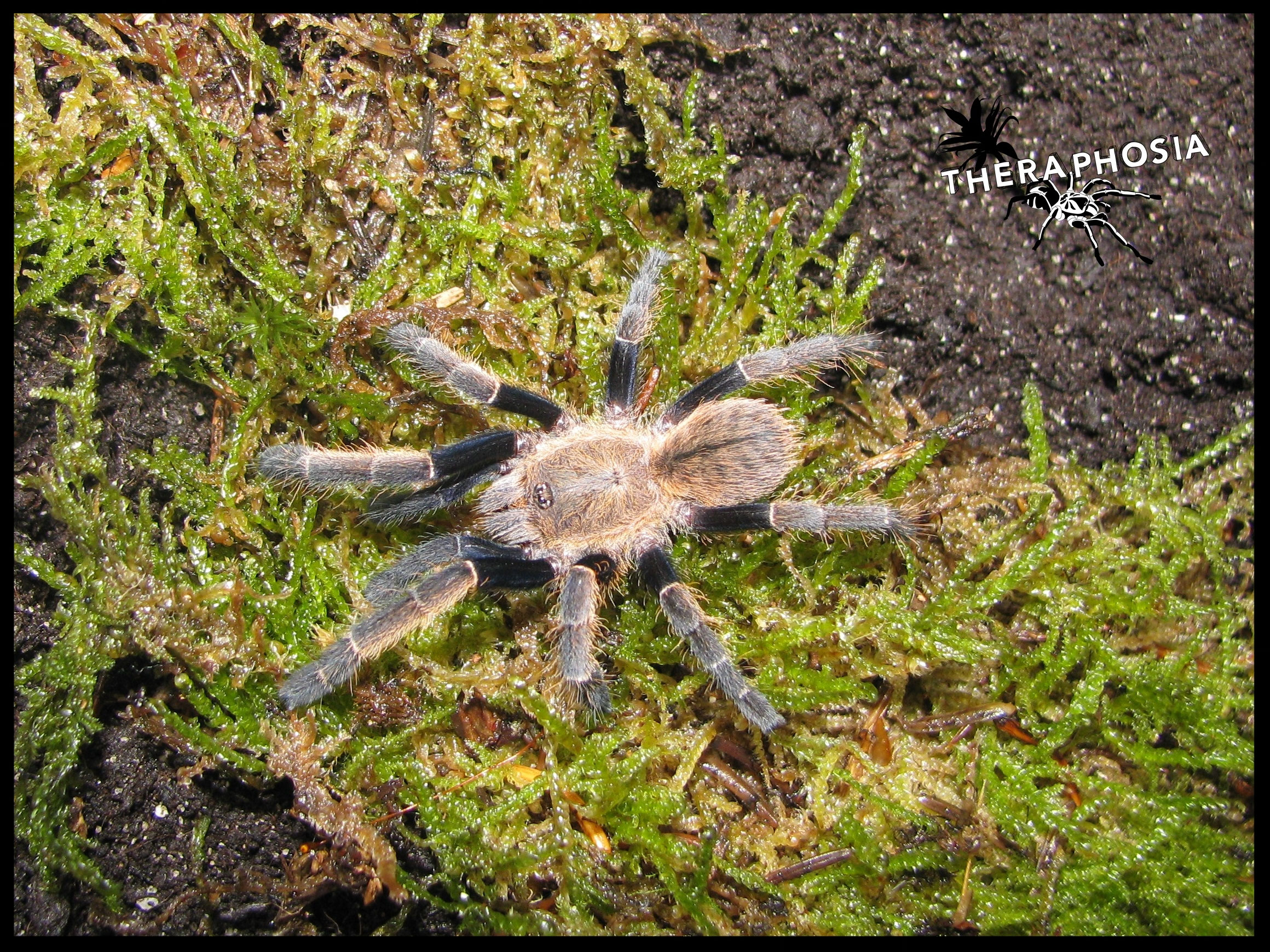 Ornithoctonus theraphosias Webseite!