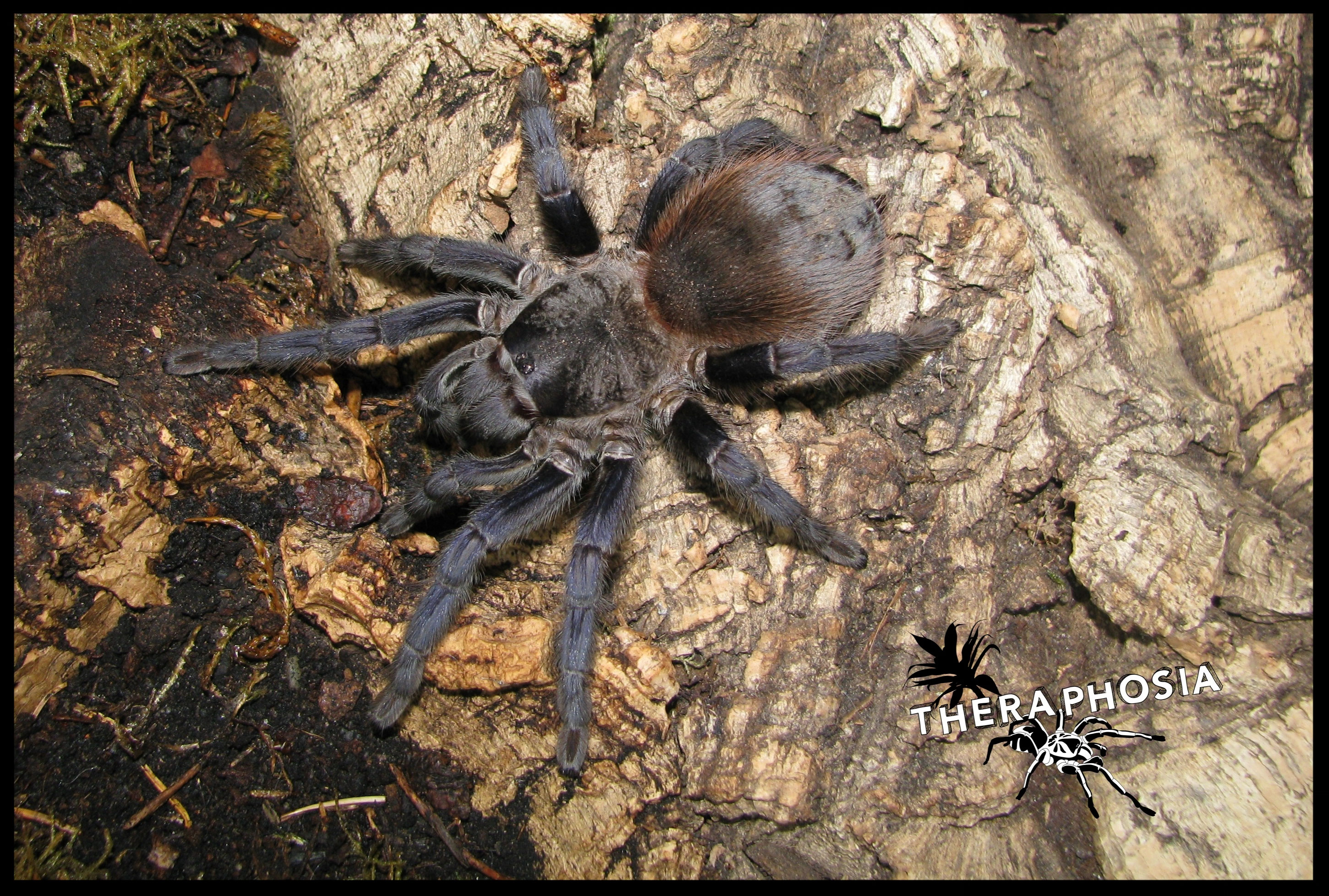 Pterinopelma theraphosias Webseite!