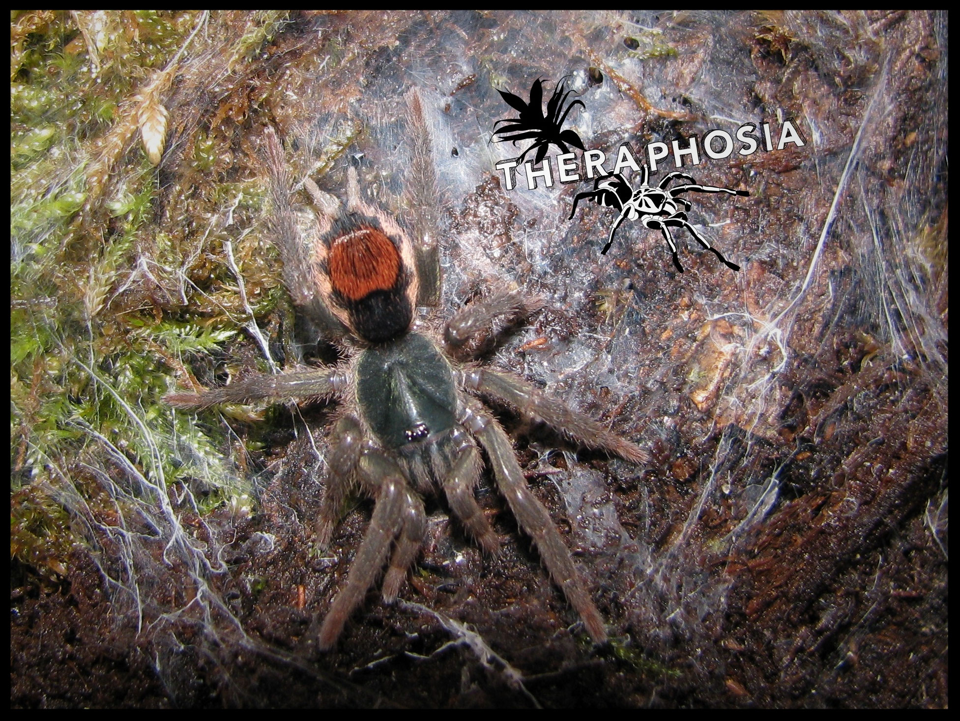 Neostenotarsus theraphosias Webseite!