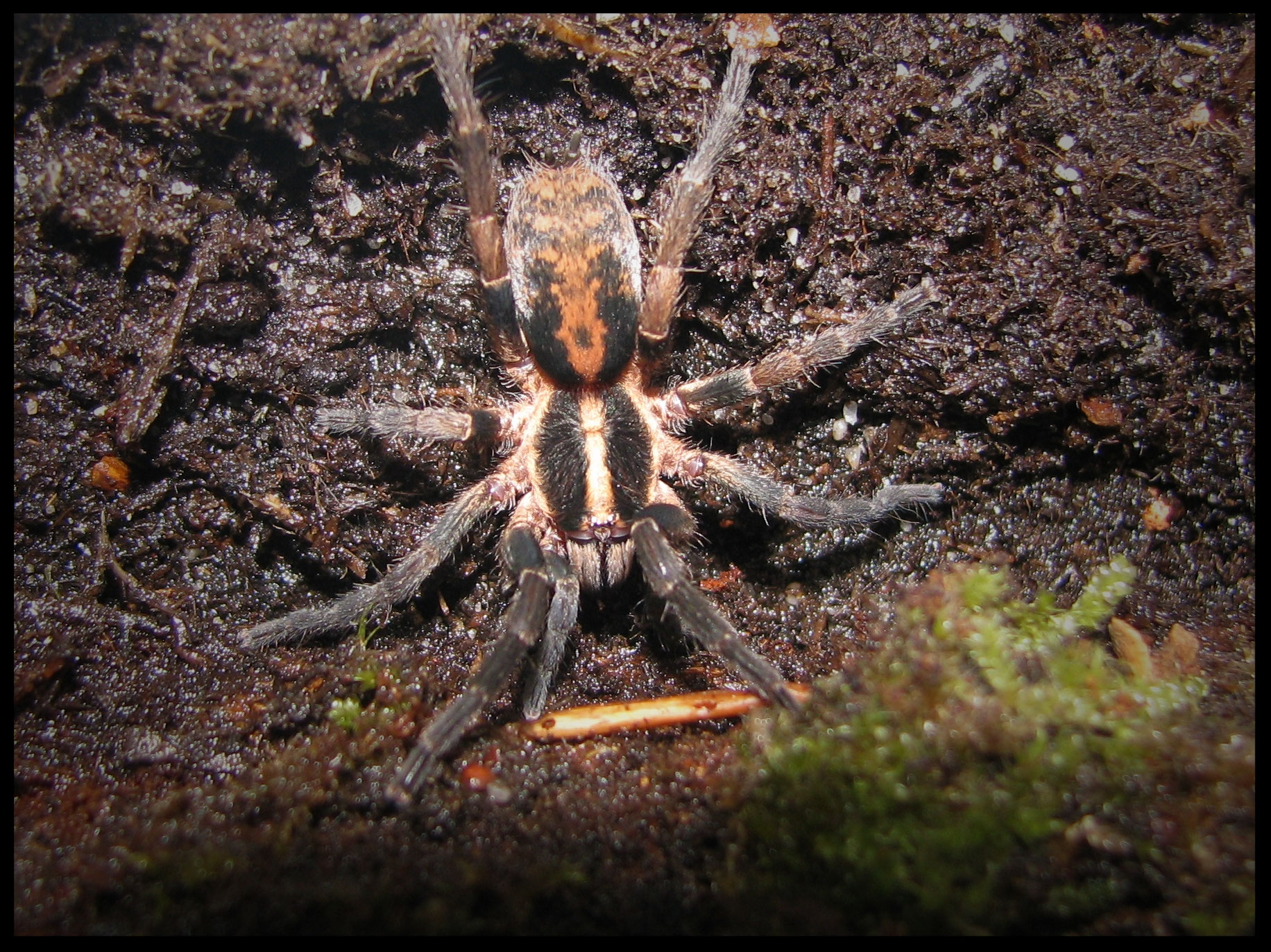 Trichopelma theraphosias Webseite!