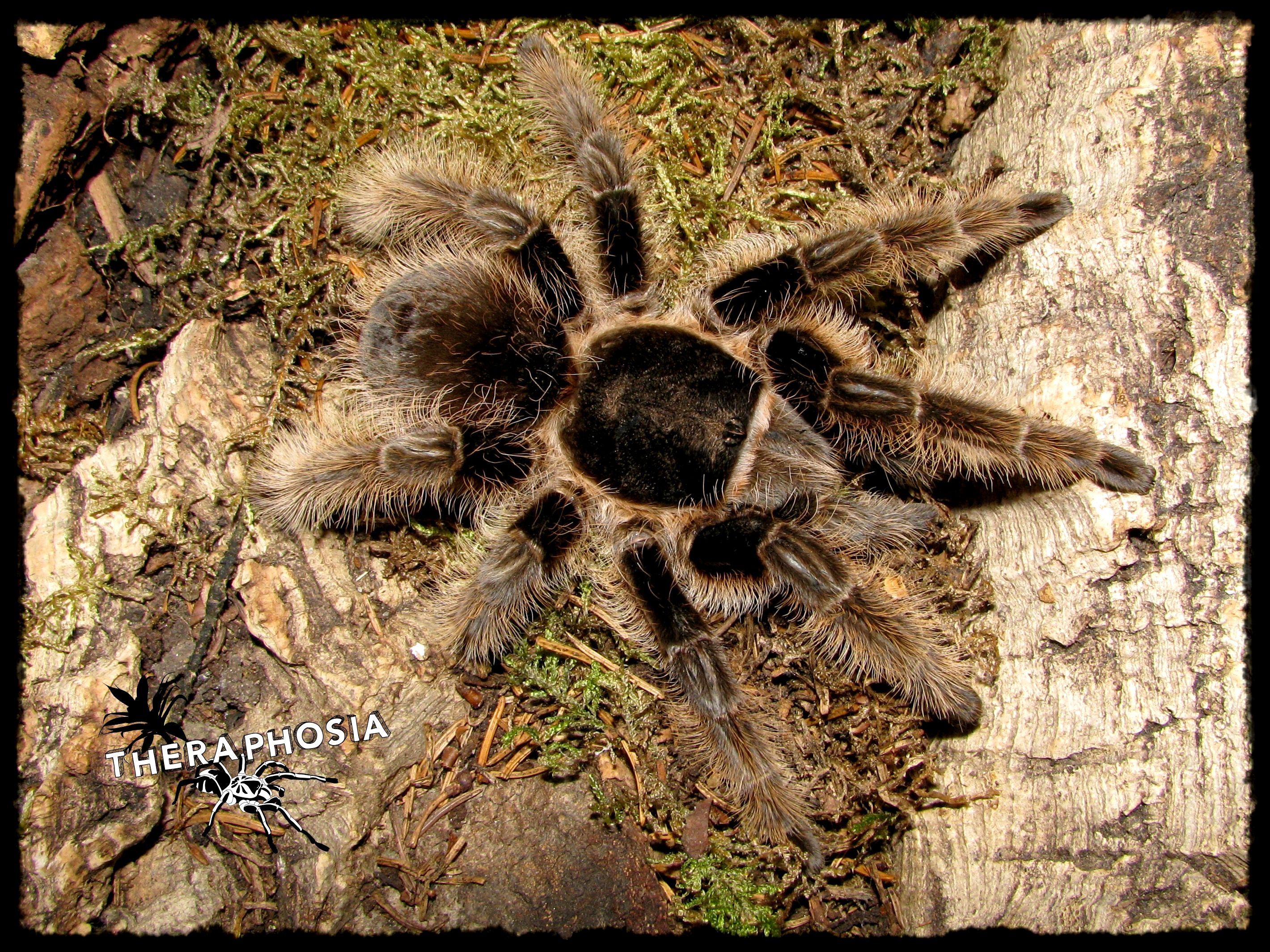 Brachypelma theraphosias Webseite!