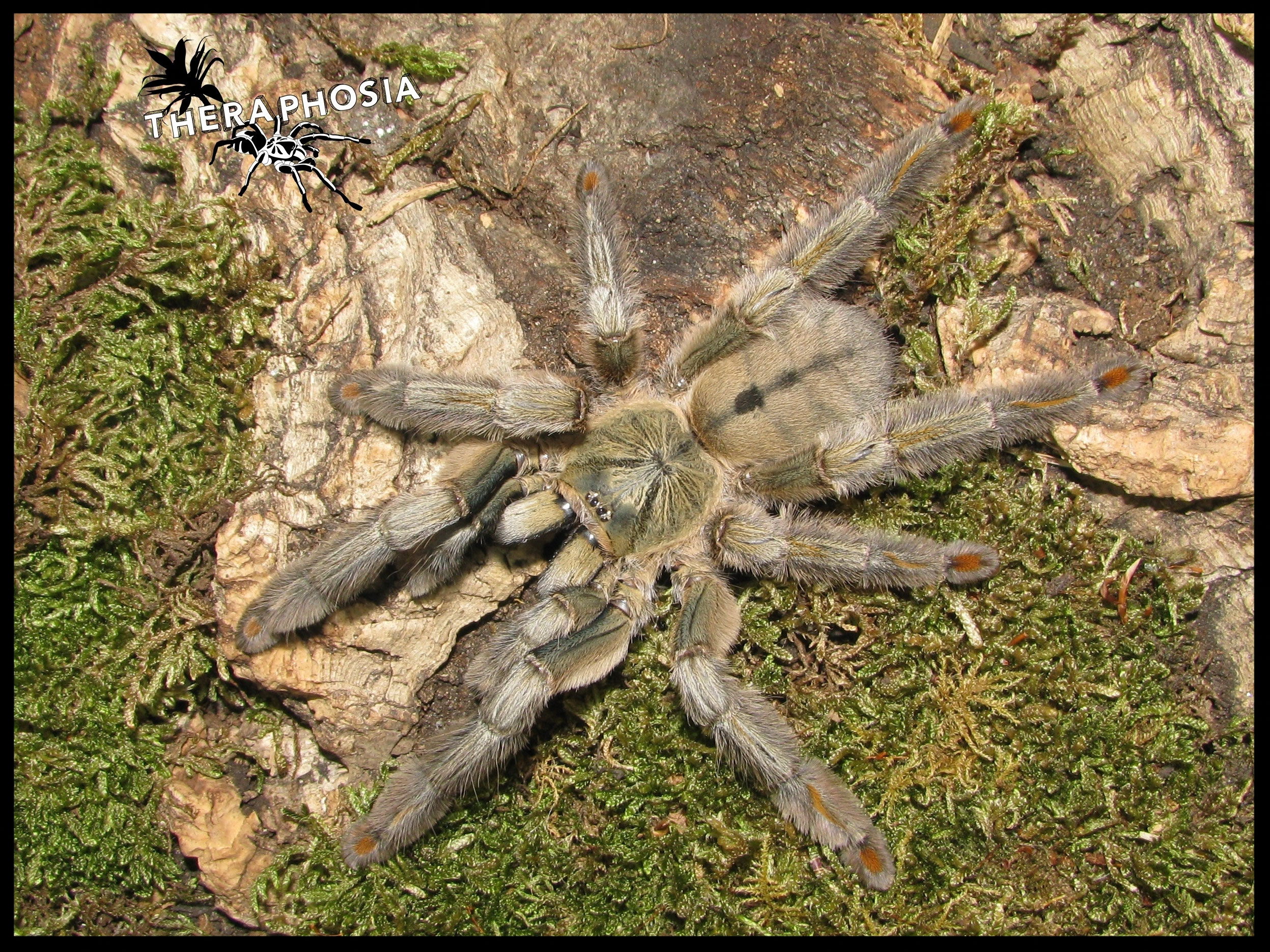Psalmopoeus theraphosias Webseite!