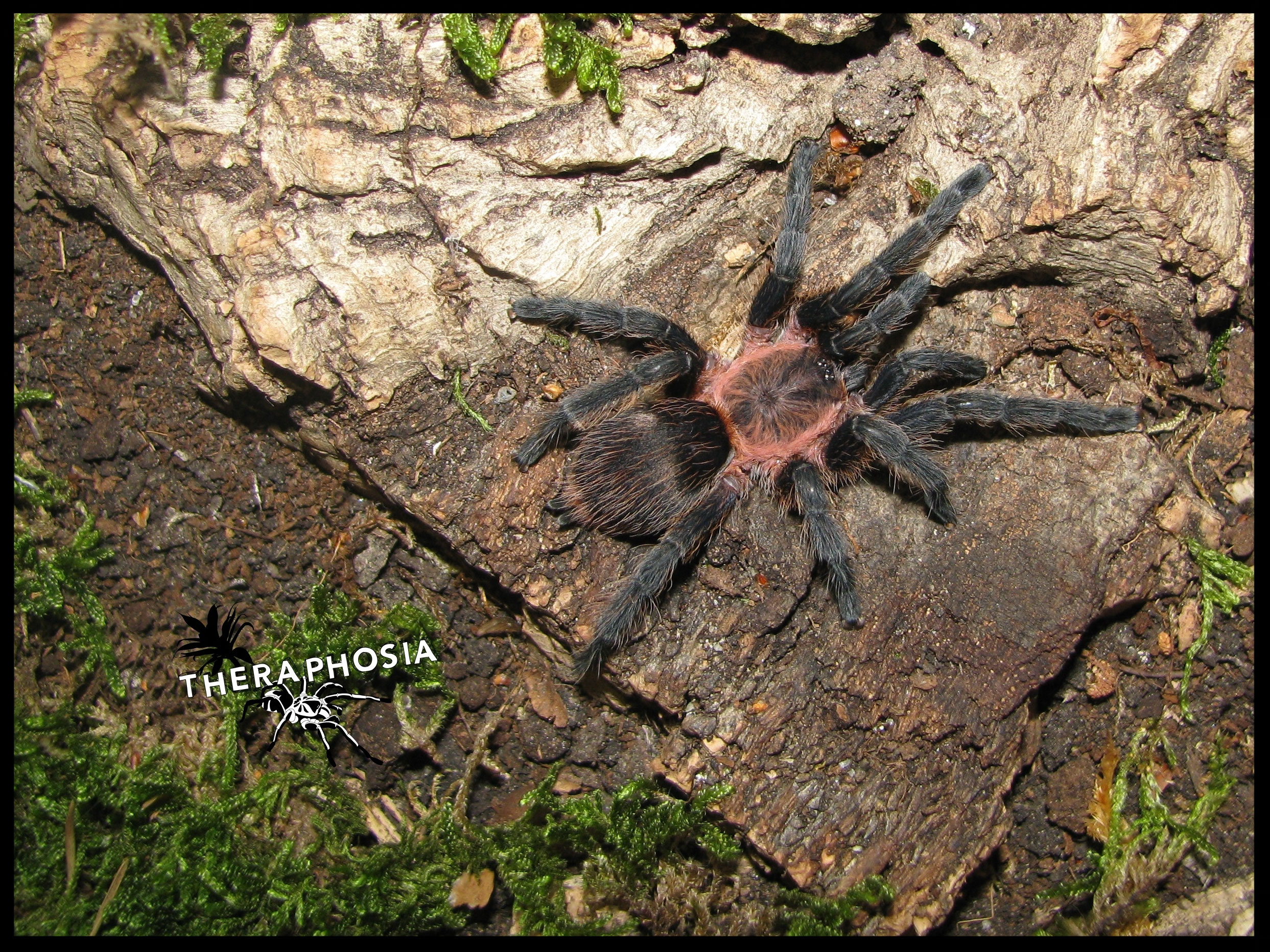 Dolichothele theraphosias Webseite!