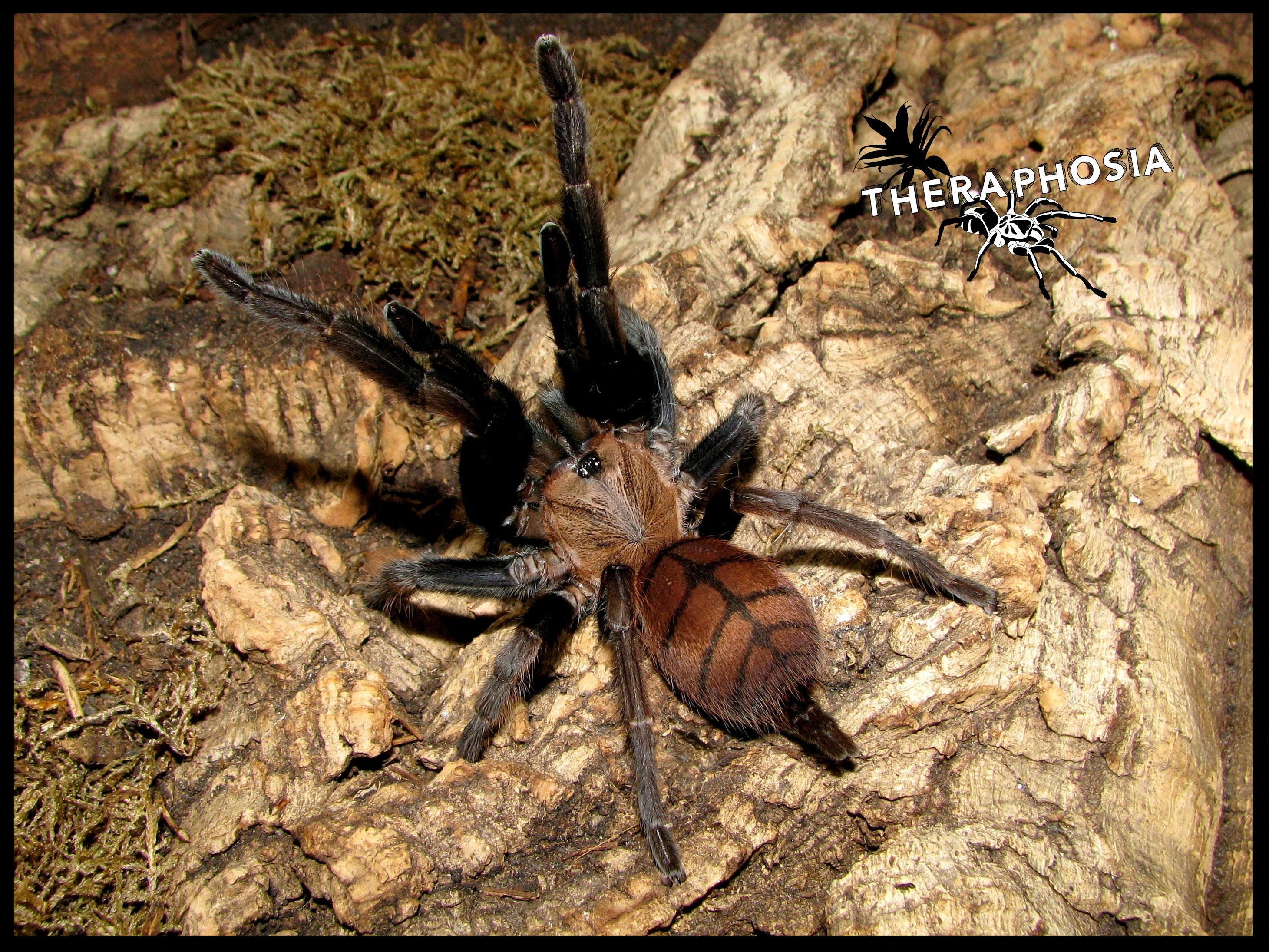Chilobrachys theraphosias Webseite!