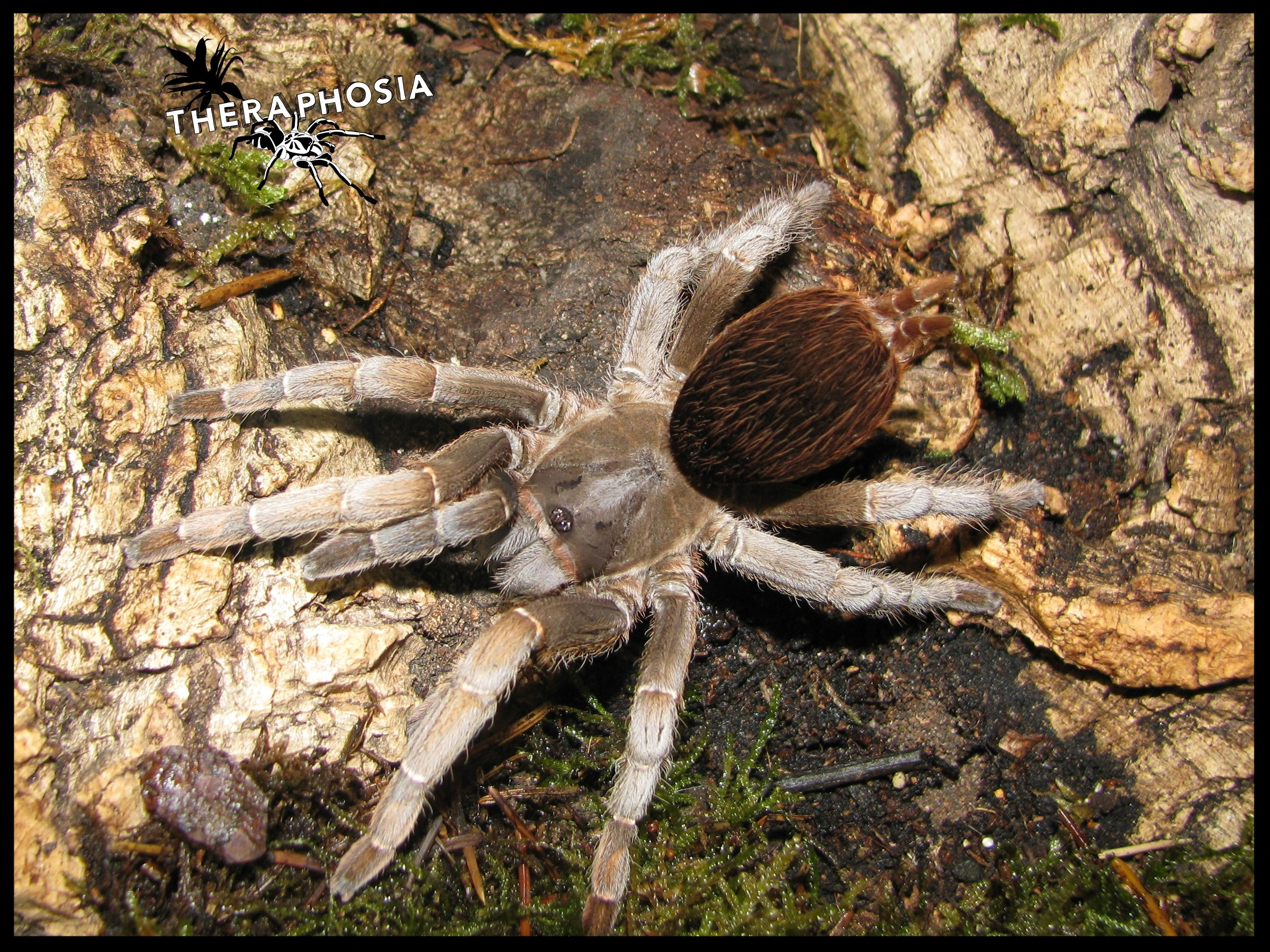 Aphonopelma theraphosias Webseite!