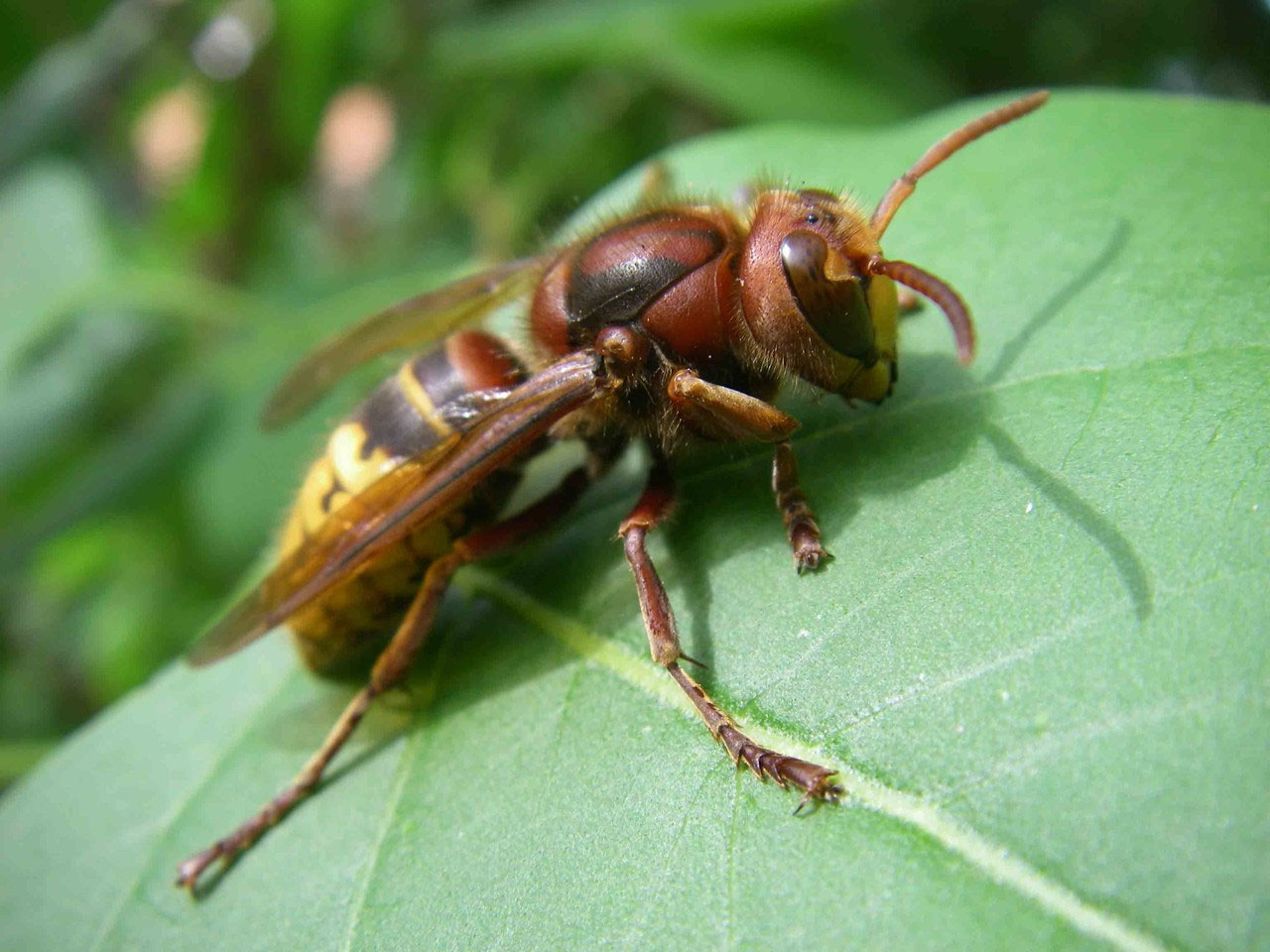 Warum Wespen Und Hornissenberatung Beim Nabu Kreisverband Gifhorn