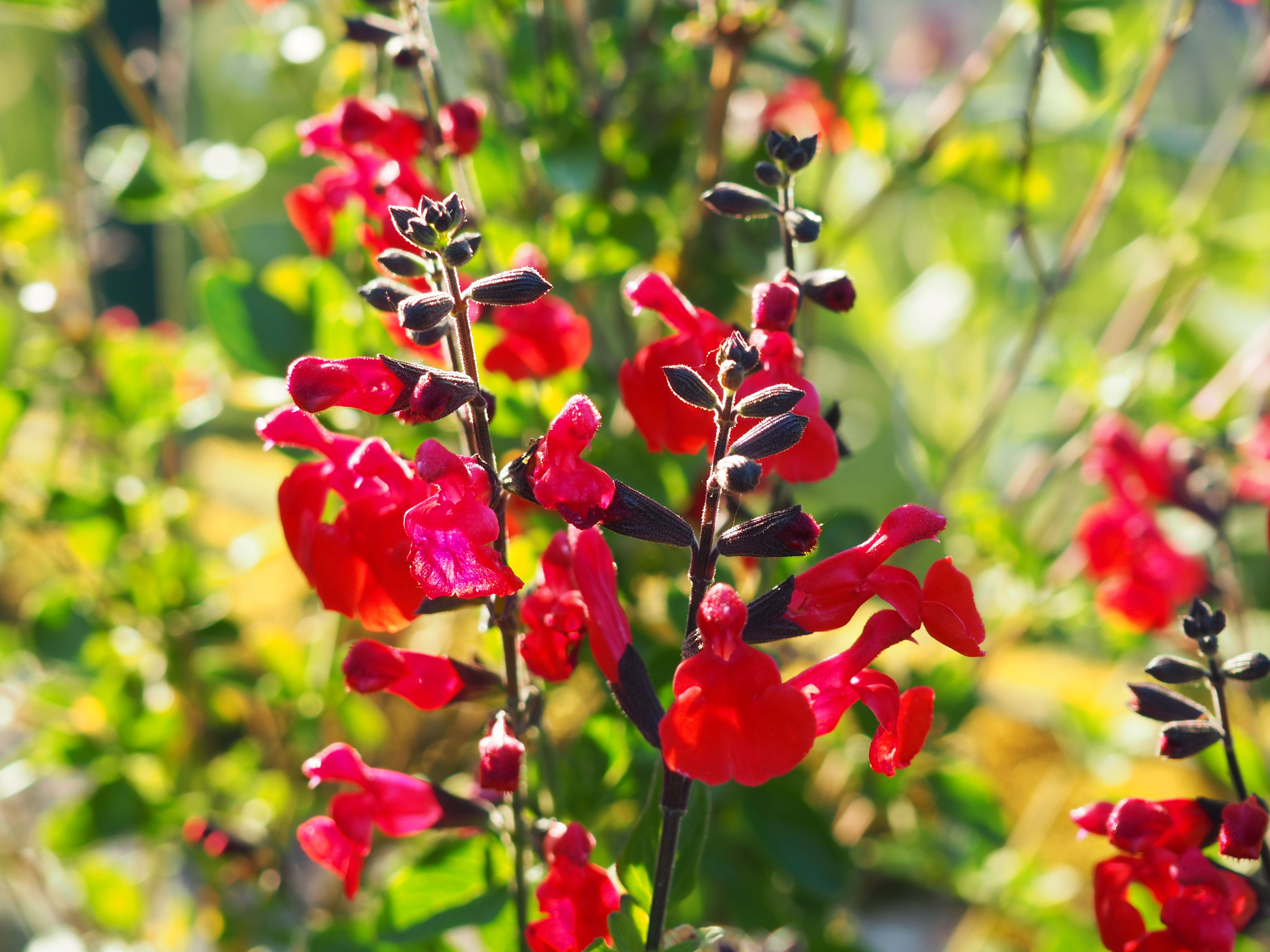 Blumen an der Nordseite LibellenGeflüster