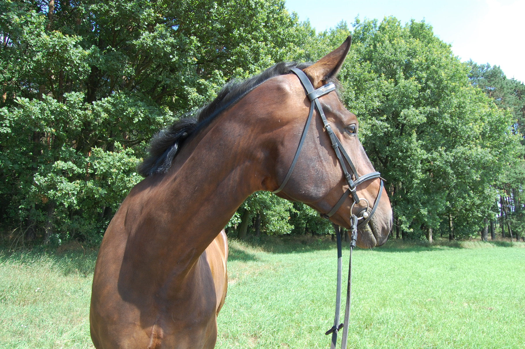 Herr Bolle teambirkenhof