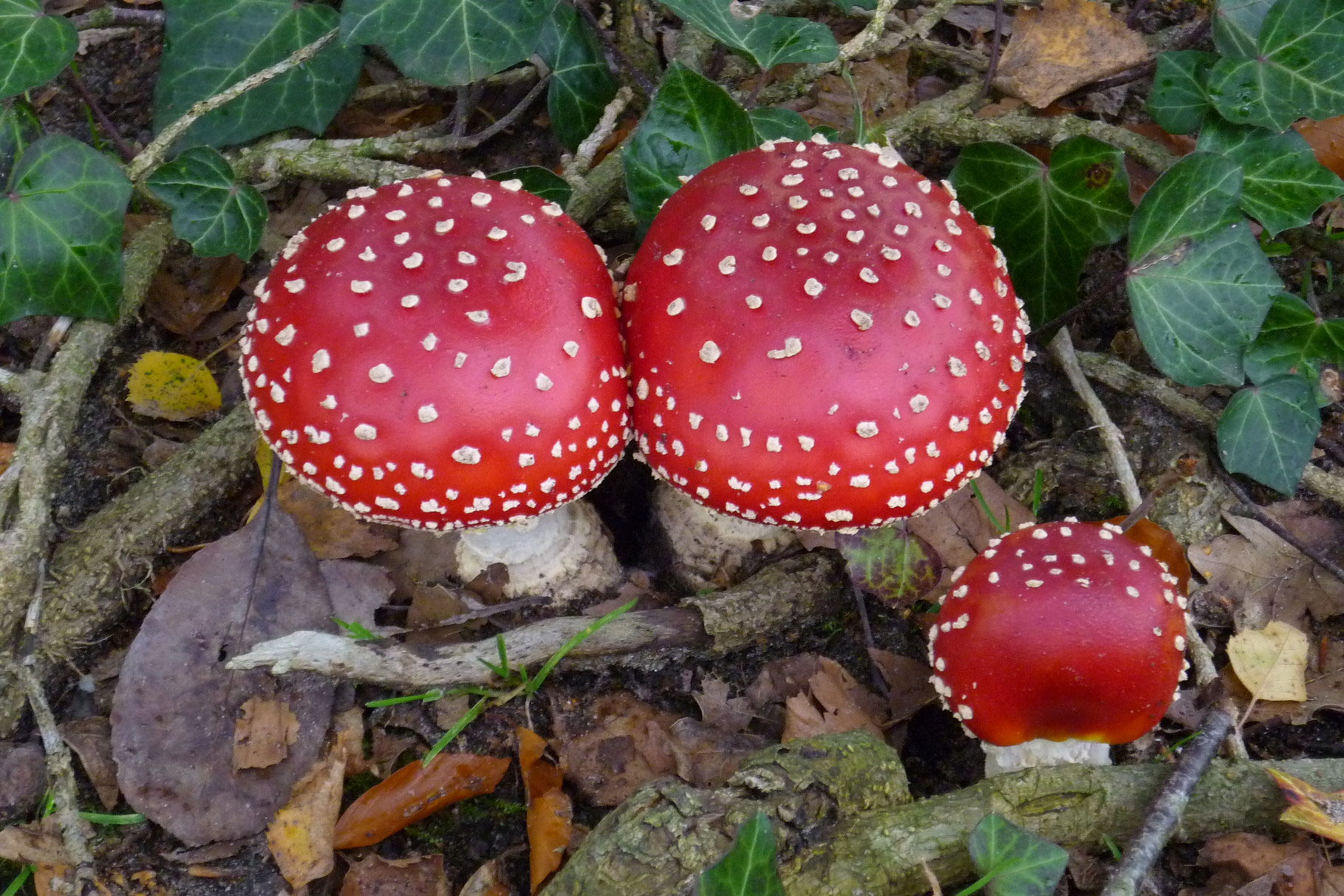 Paddestoelen De website van jpnatuurfotografie!