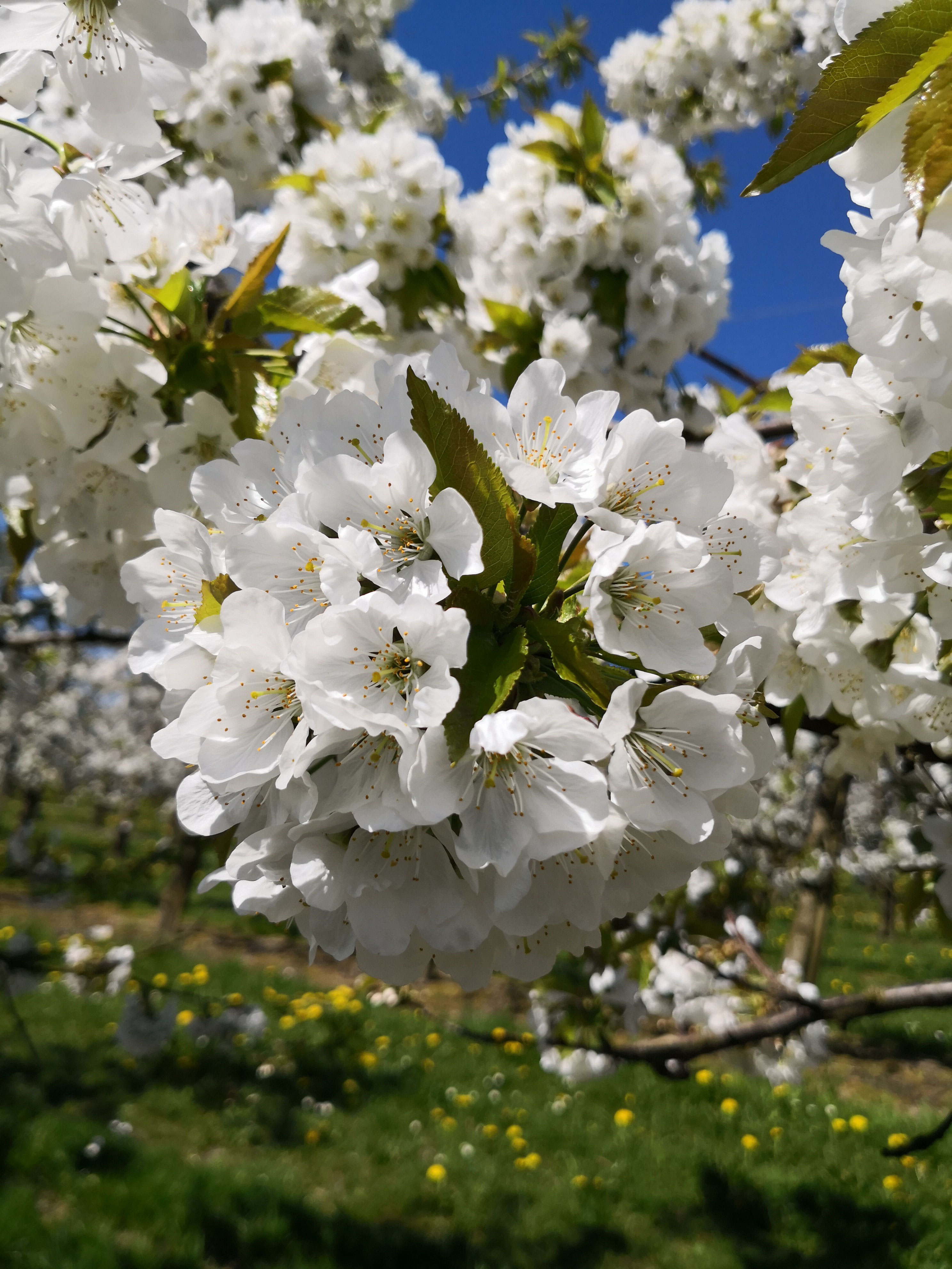 (c) Obsthof-strodel.de