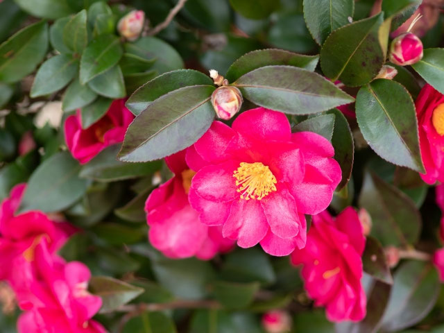 サザンカ(山茶花) - 株式会社 河畠造園