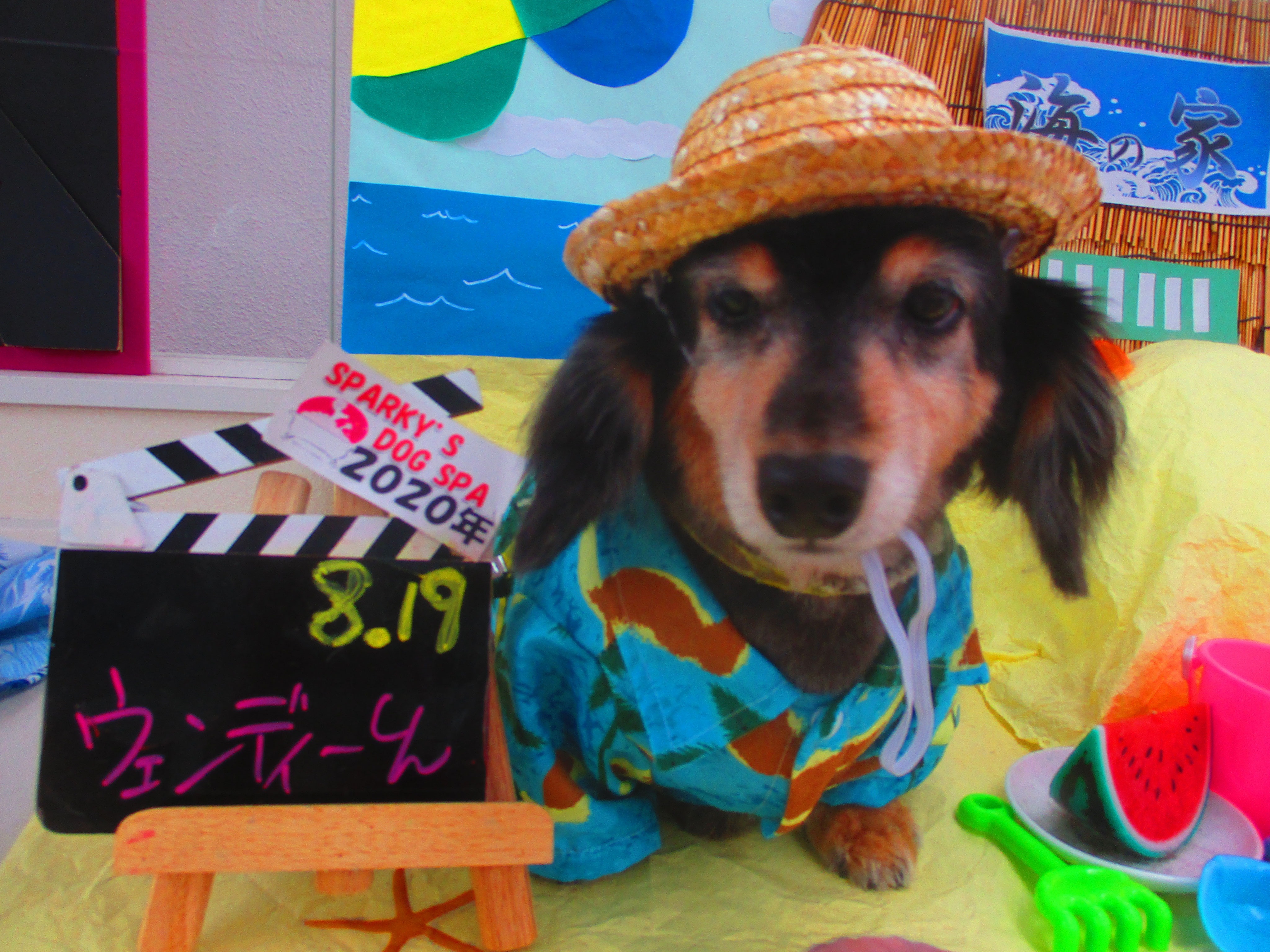 8月19日 水 日 木 Sparky S Dog Spa スパーキーズドッグスパ 8月19日 水 日 木 Sparky S Dog Spa スパーキーズドッグスパ