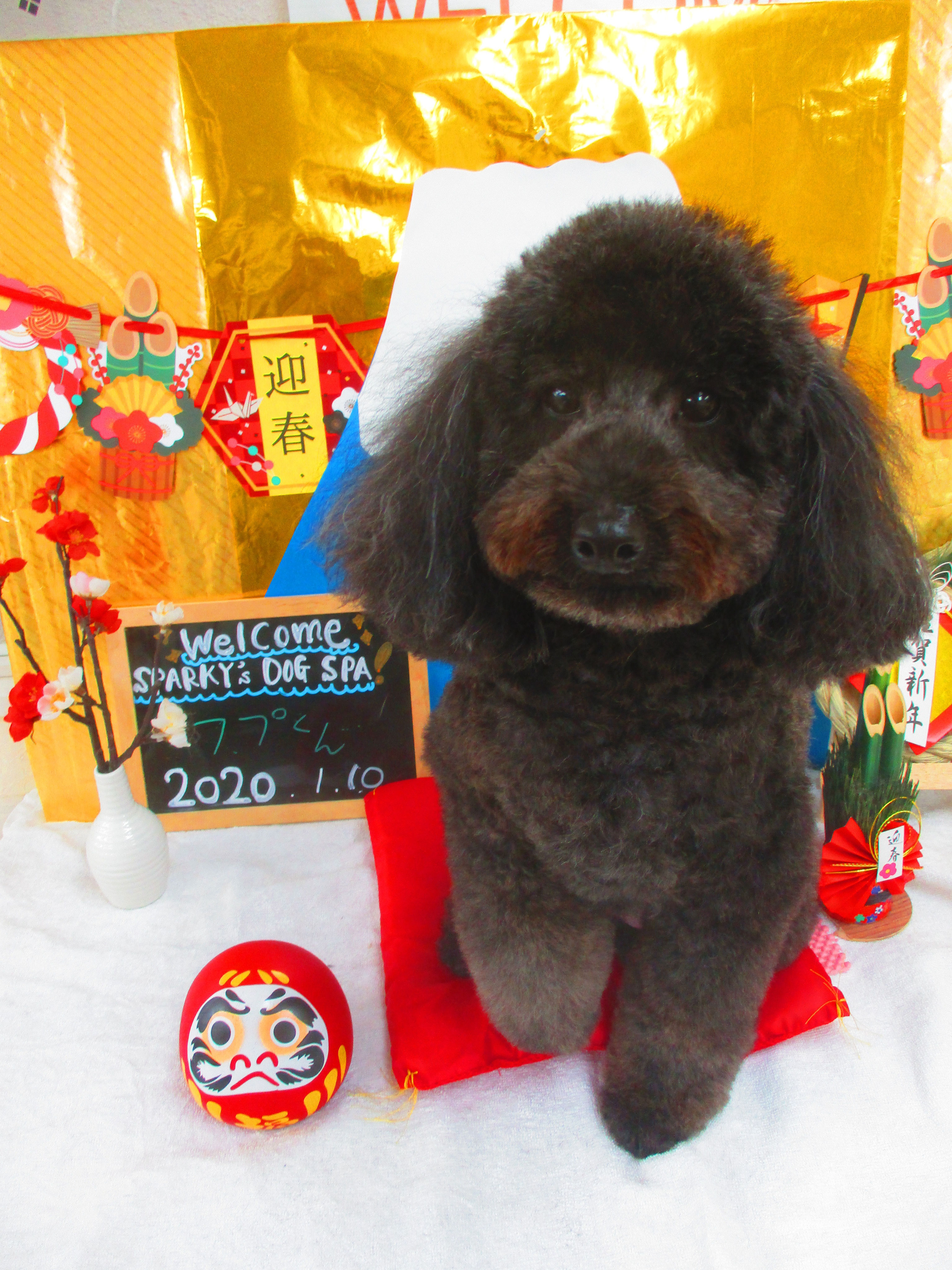 1月10日 金 11日 土 Sparky S Dog Spa スパーキーズドッグスパ 1月10日 金 11日 土 Sparky S Dog Spa スパーキーズドッグスパ