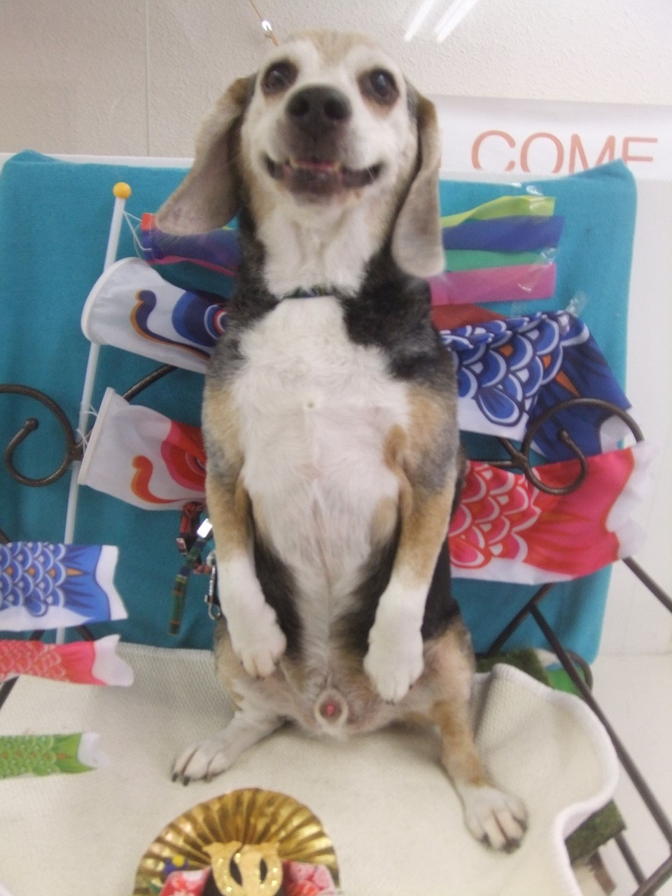 5月18日 日 Sparky S Dog Spa スパーキーズドッグスパ 5月18日 日 Sparky S Dog Spa スパーキーズドッグスパ