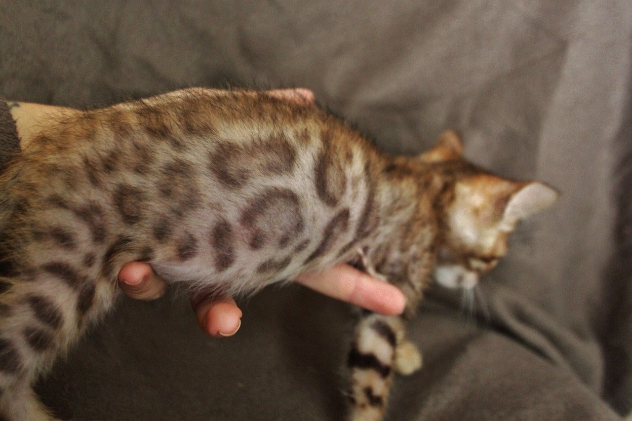 News 2013 O S I R I S B E N G A L