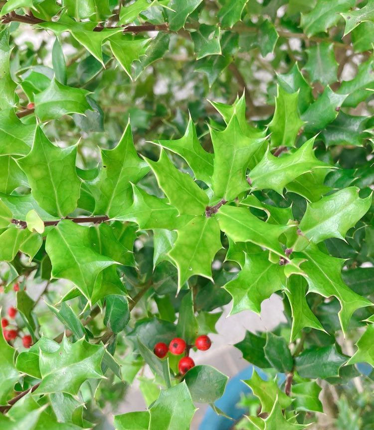 姫ヒイラギ - 保内＿ようこそ緑の里保内へ！