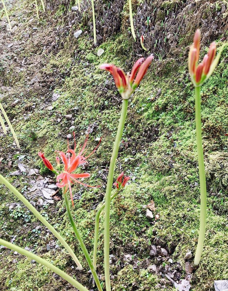 秋の花 彼岸花 保内 ようこそ緑の里保内へ