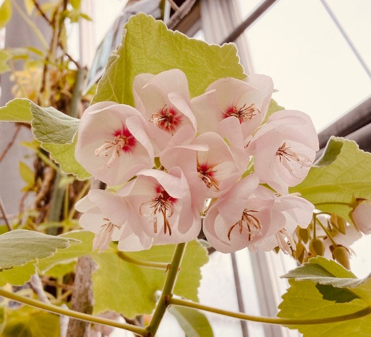 ドンベヤ・ウォリッキー 保内_ようこそ緑の里保内へ！