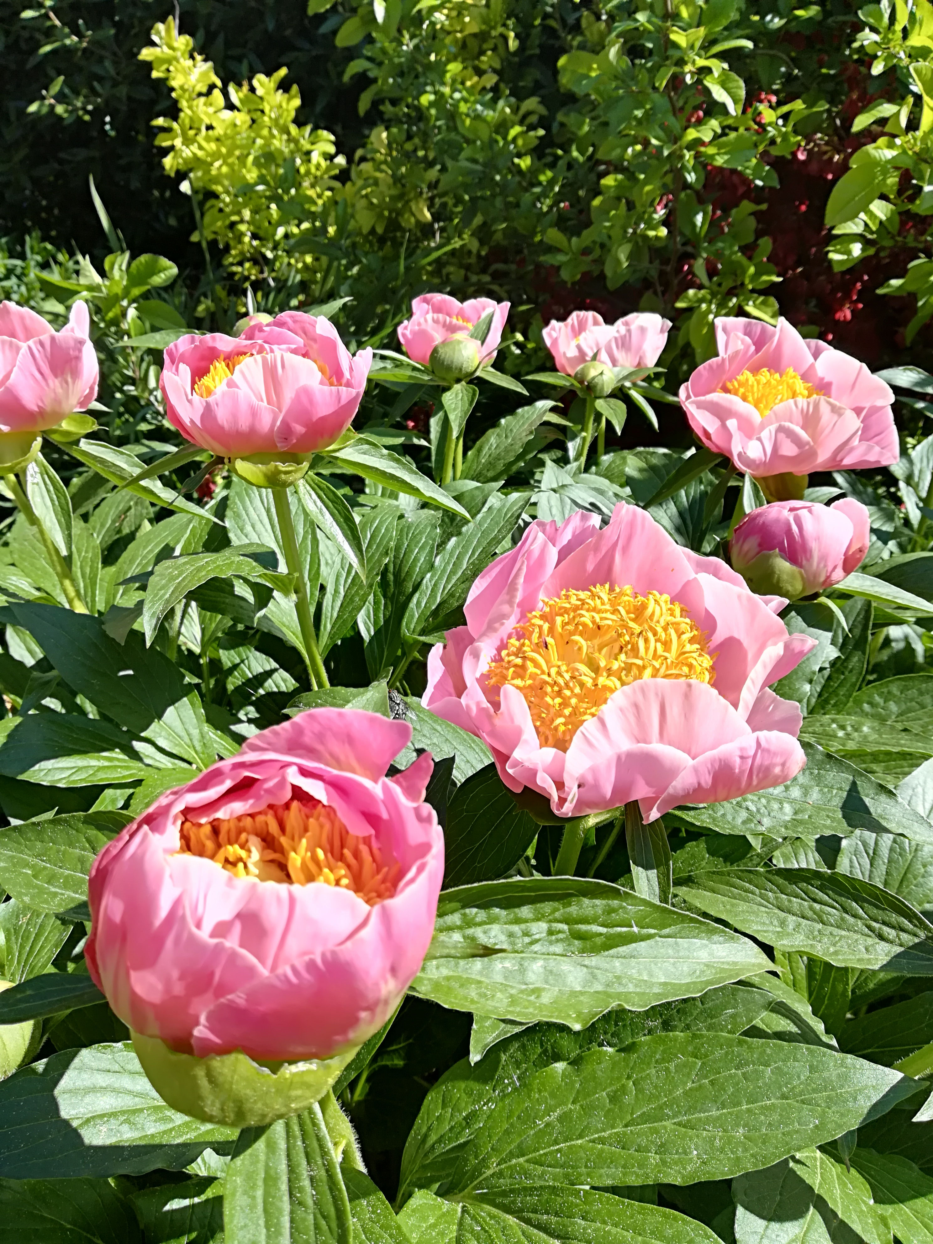 Kontakt Massage Ayurveda Kinesiologie in LinzLand, Ansfelden