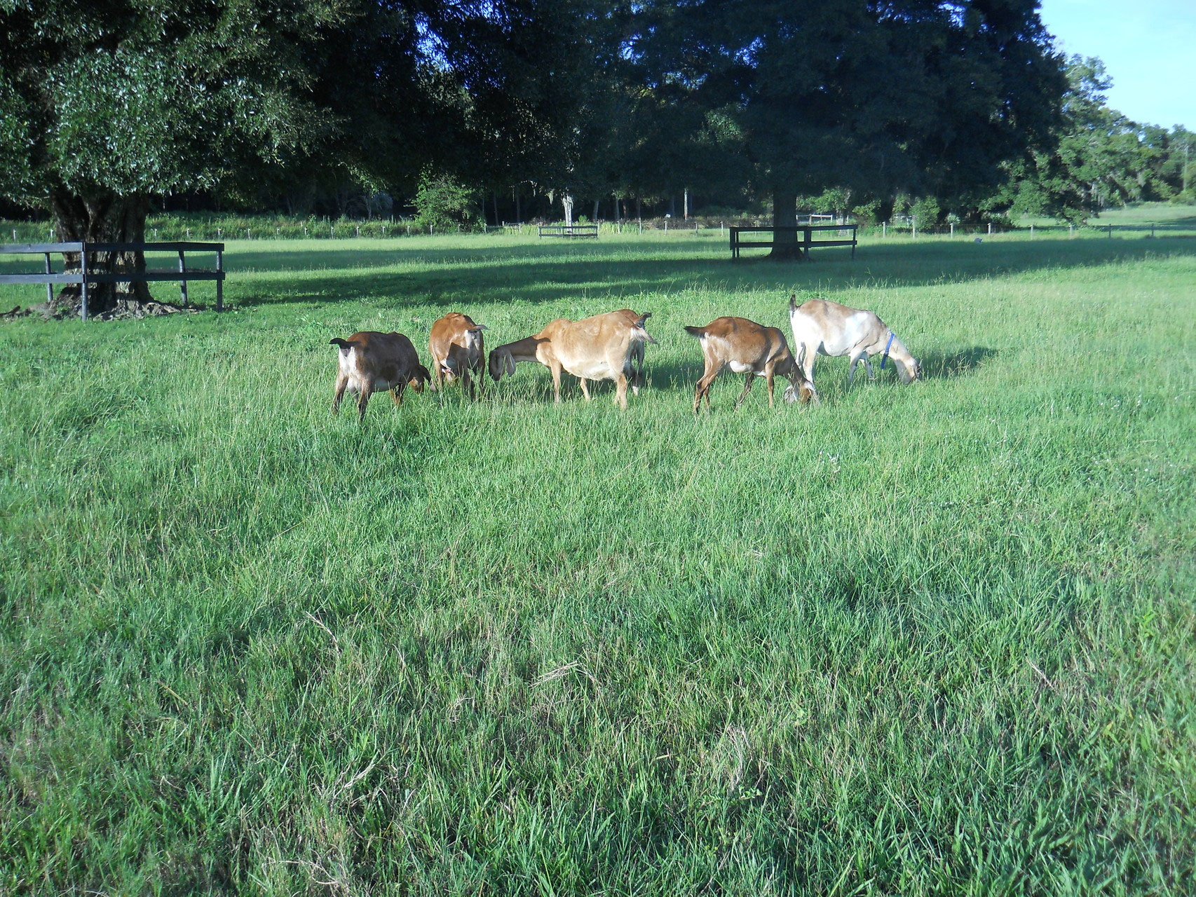 Farm Photos Home made Farm Raised Garden Grown