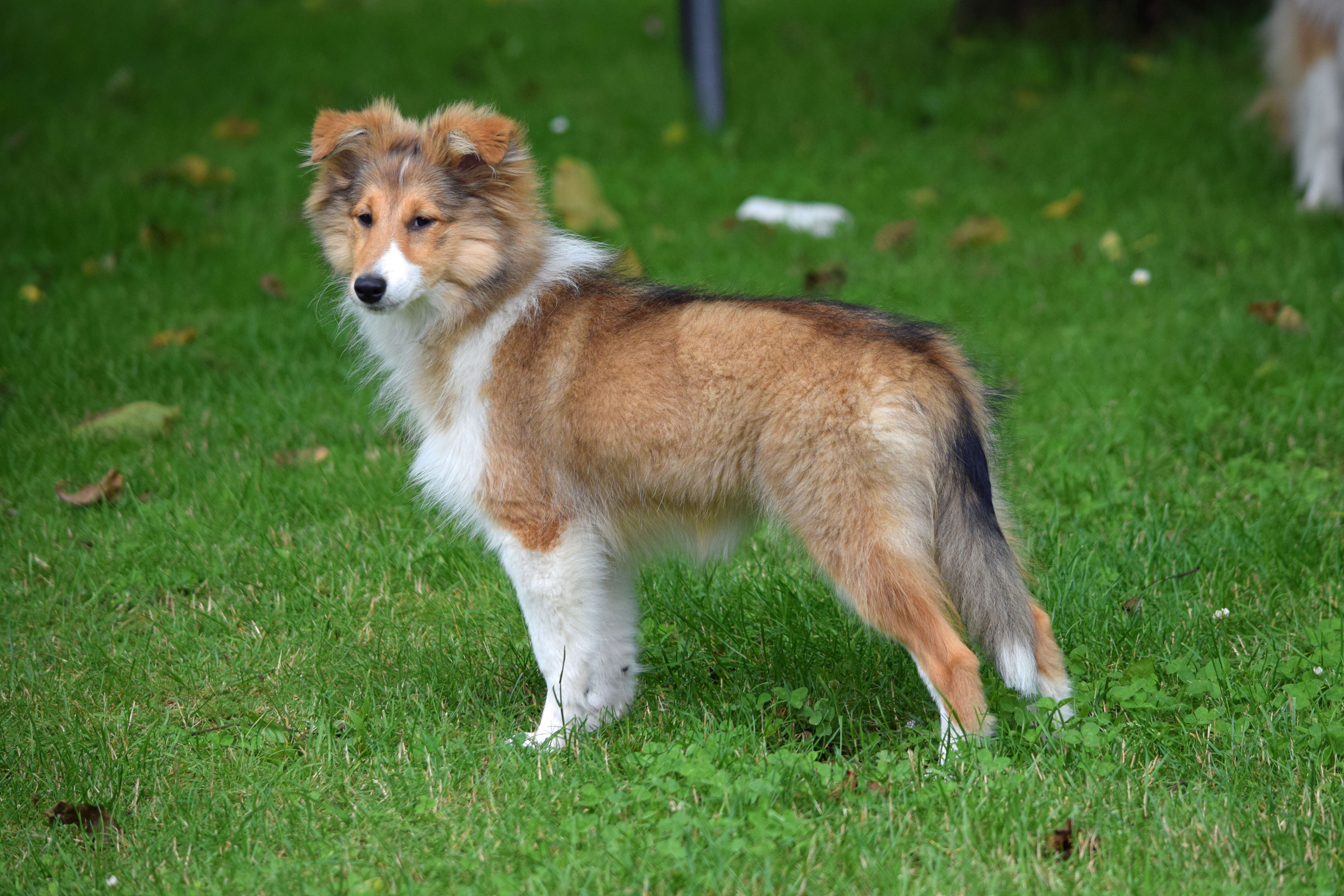 Dark sable sheltie clearance