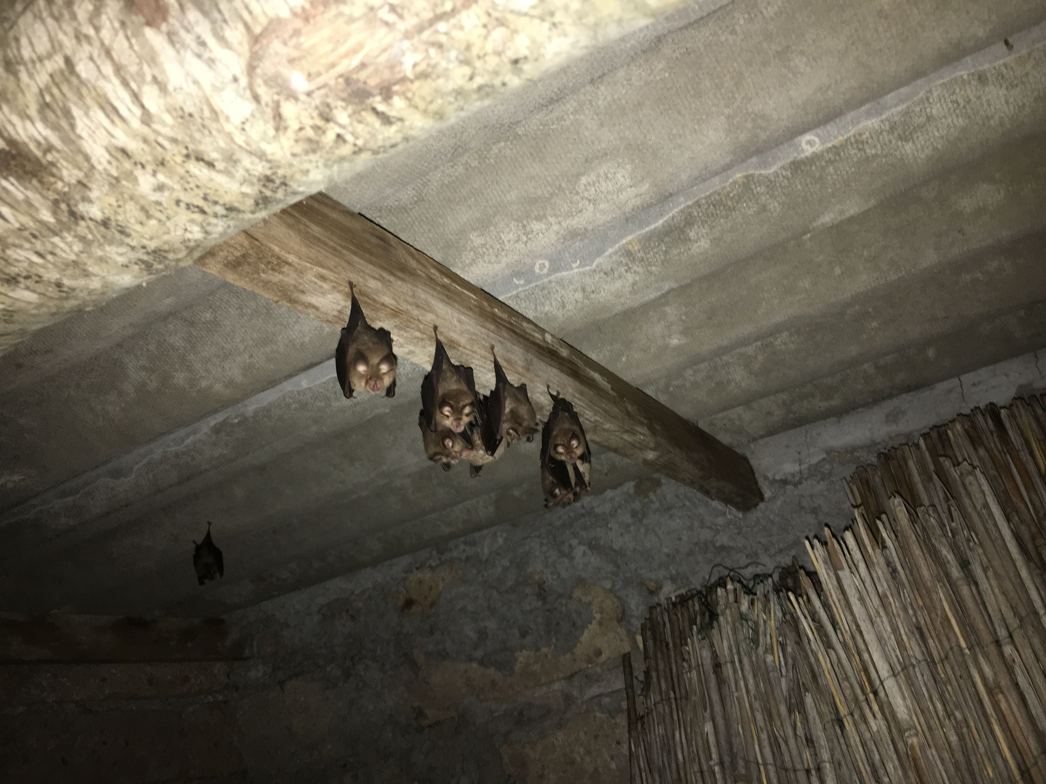 Fledermaus-Kartierung – Projekt 