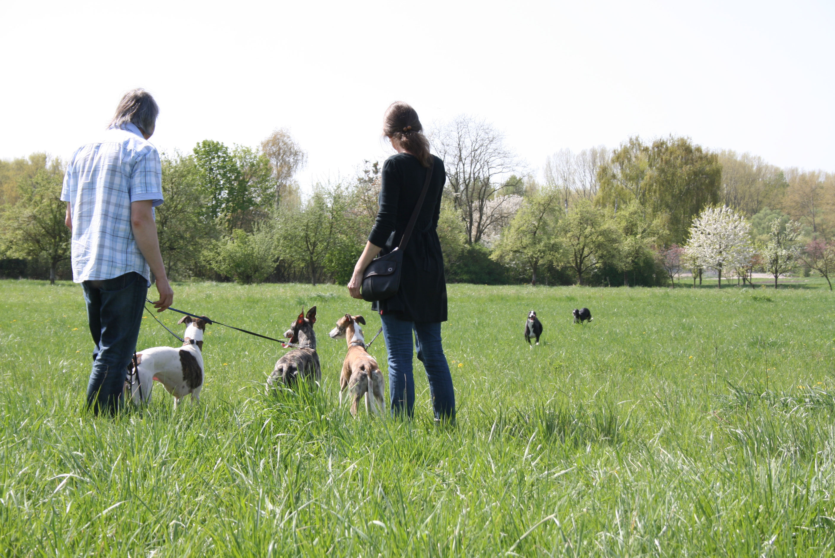 VORTRAG Hundesprechstunde Hunde aus dem Ausland