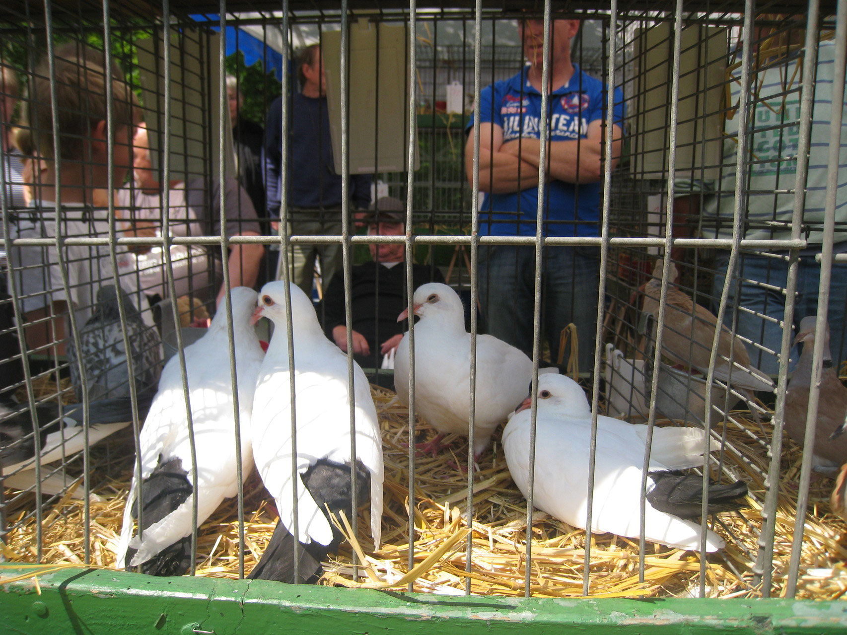 Kleintiermarkt wallhaeuserkleintierundbauernmarktmarkt Webseite!