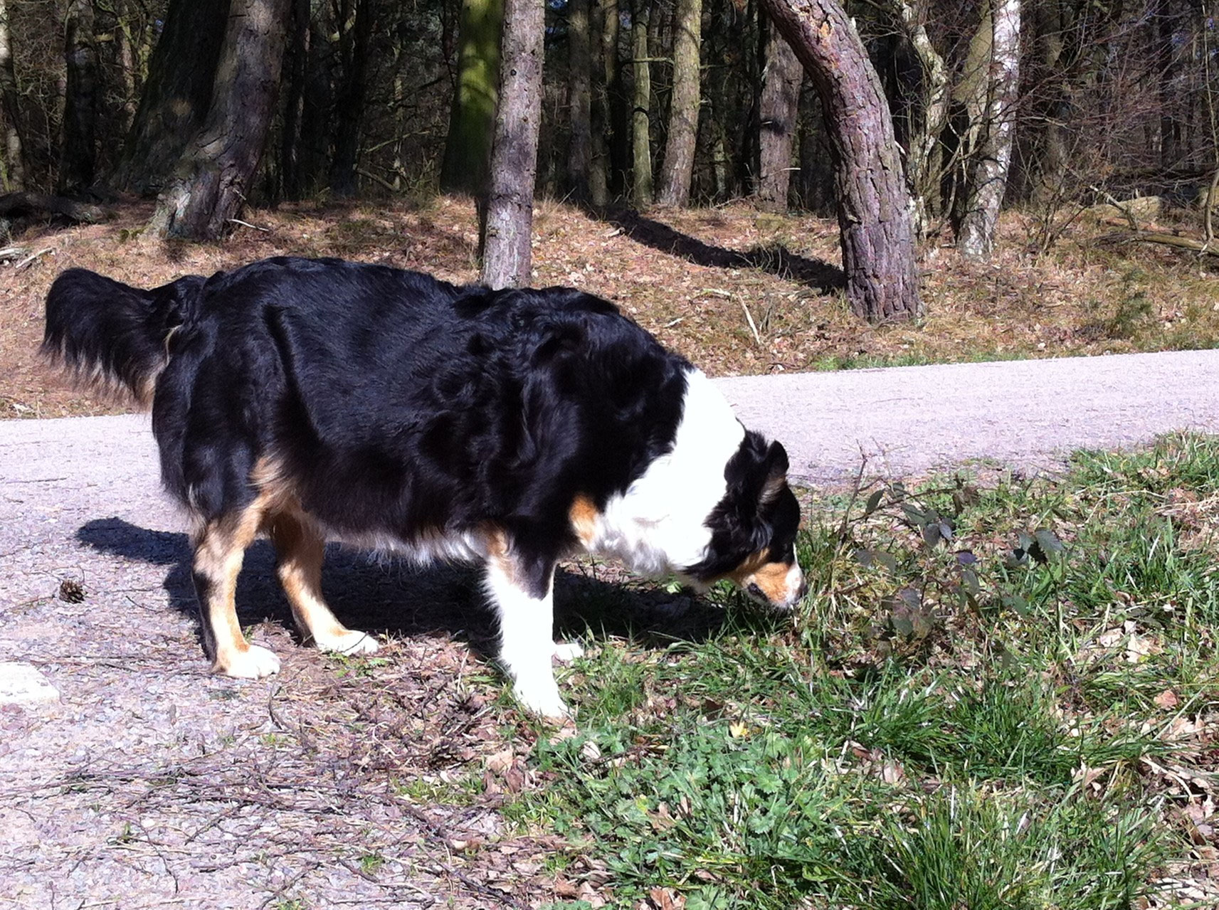 8. Trchtigkeitswoche - scallywag-aussiess Jimdo-Page!