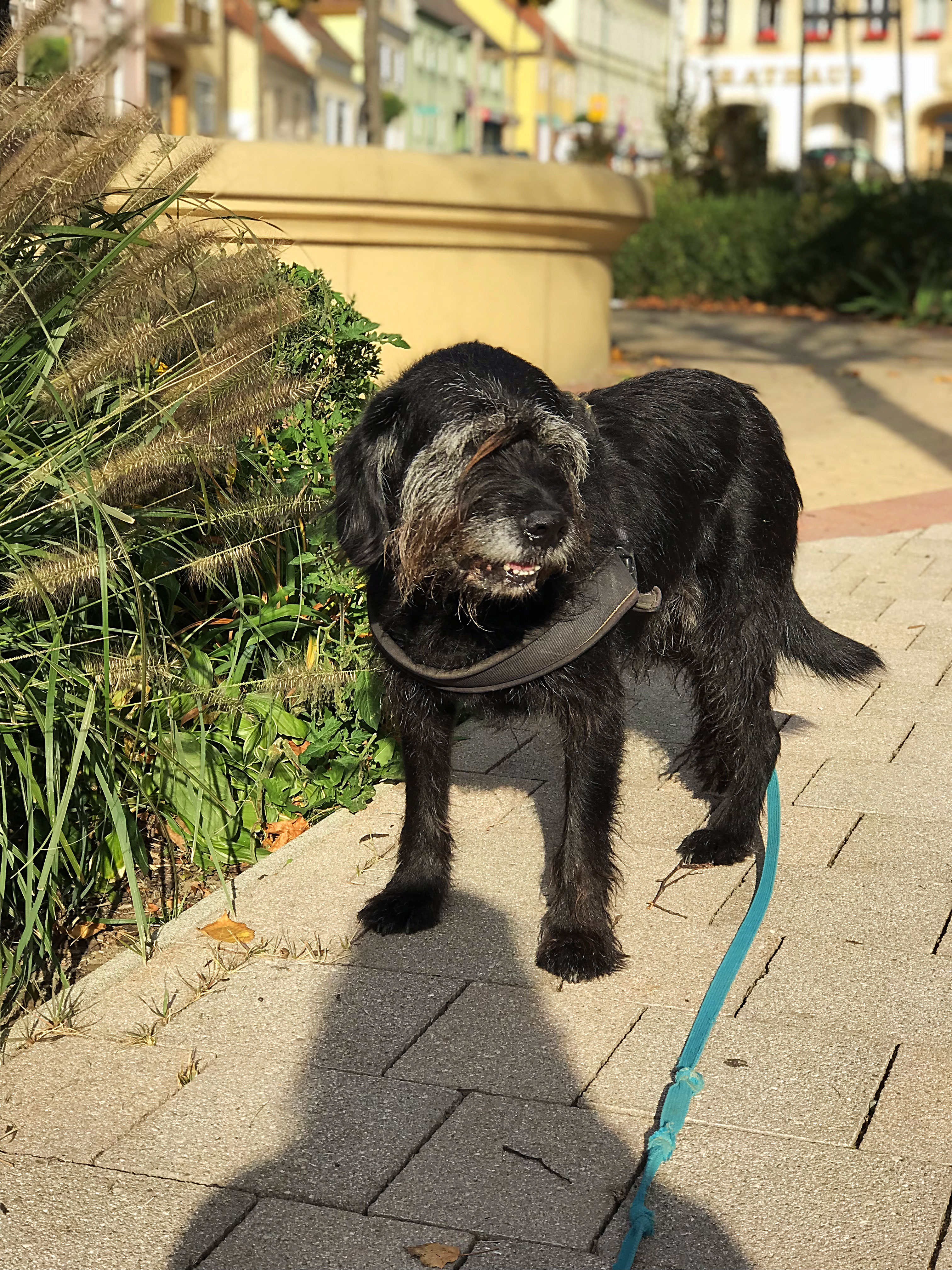 Hund richtig kennenlernen