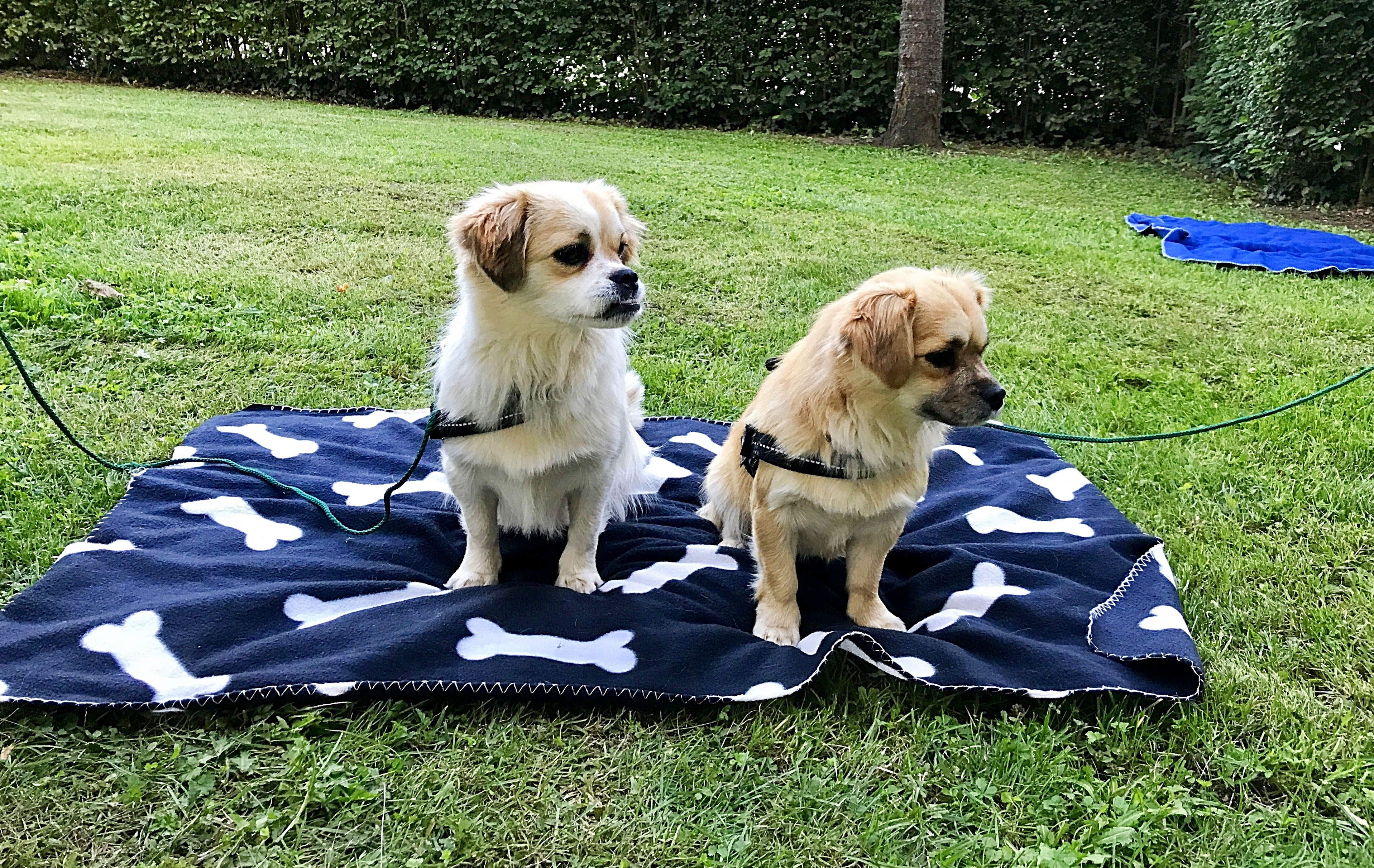 Ein Hund zieht ein Hundetraining für deinen alltagsfitten Hund!