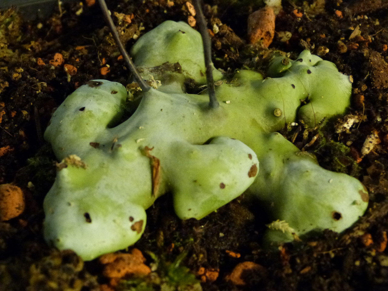 Lecanopteris curtisii and Solanopteris homepage