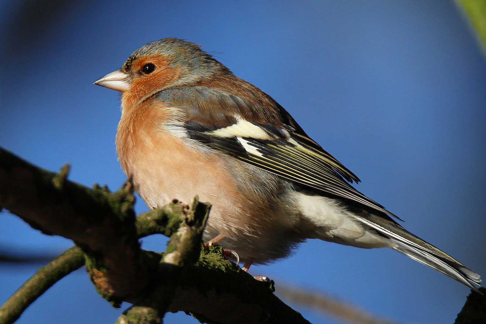 Finkenarten Bilder: Entdecke die Welt der Vögel!