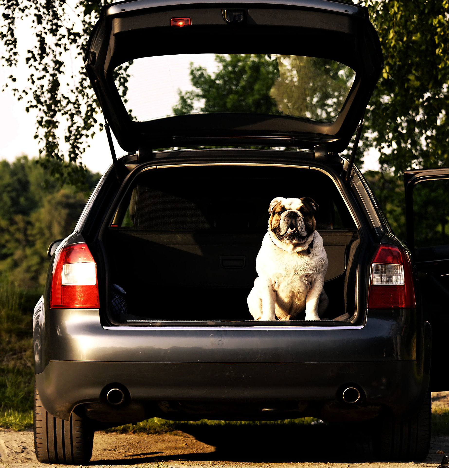 Urlaub mit Hund Das Frühstückshotel Büsum