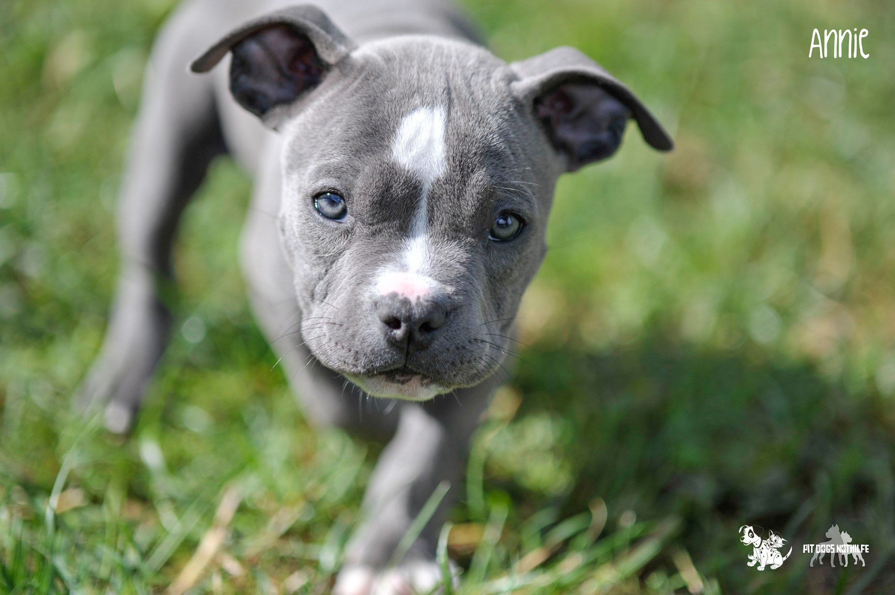 American Pitbull Blue Line Welpen American Pit Bull Blue Line Puppies Sharjah 02 05