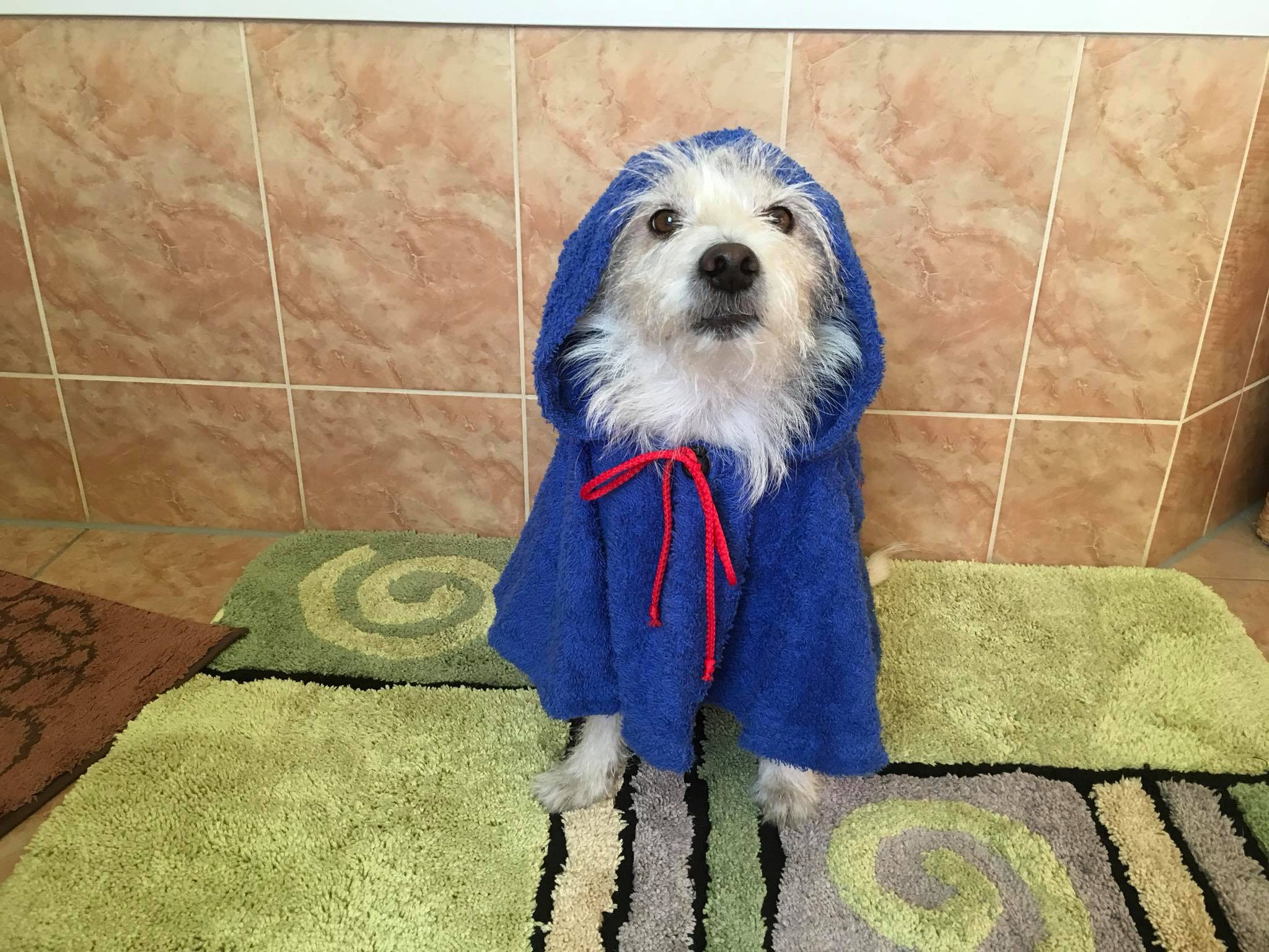 Bademäntel für Hunde kehlidesigns Webseite!