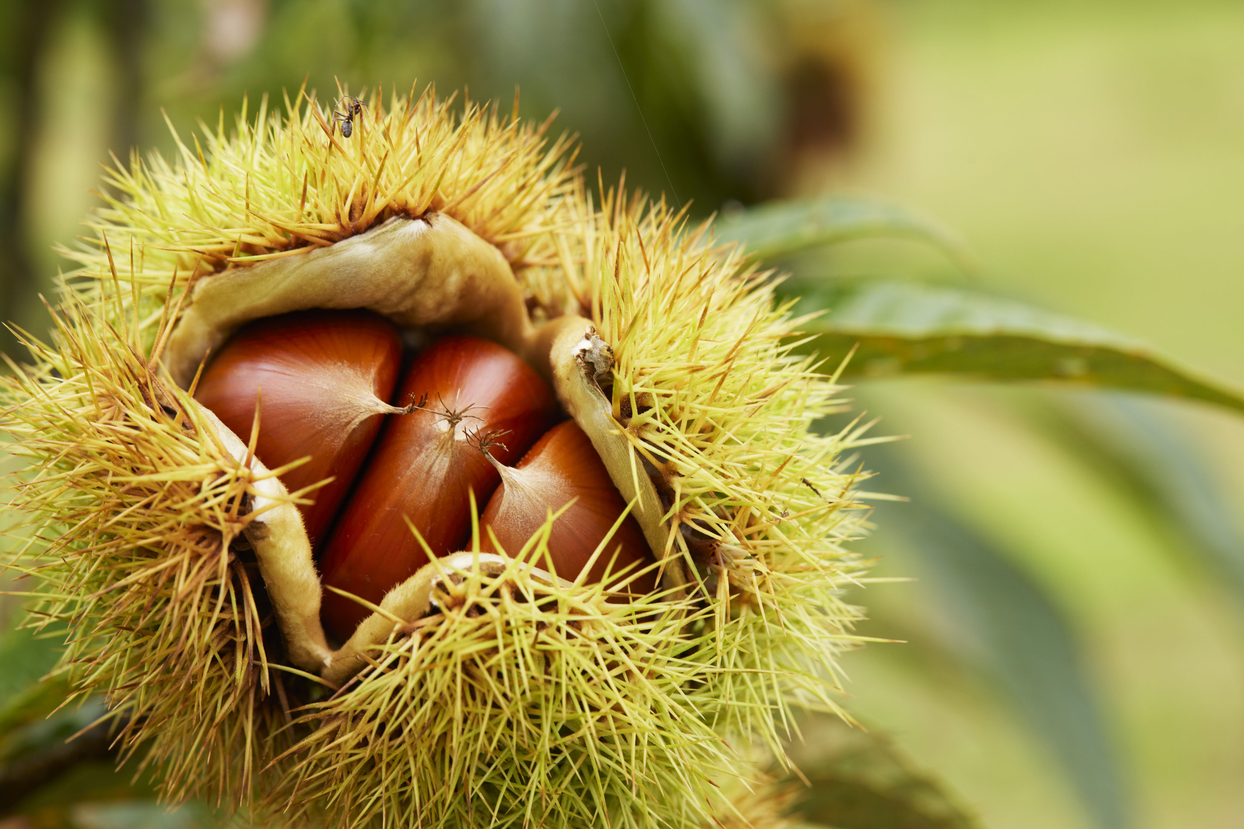 waguriya ページ！