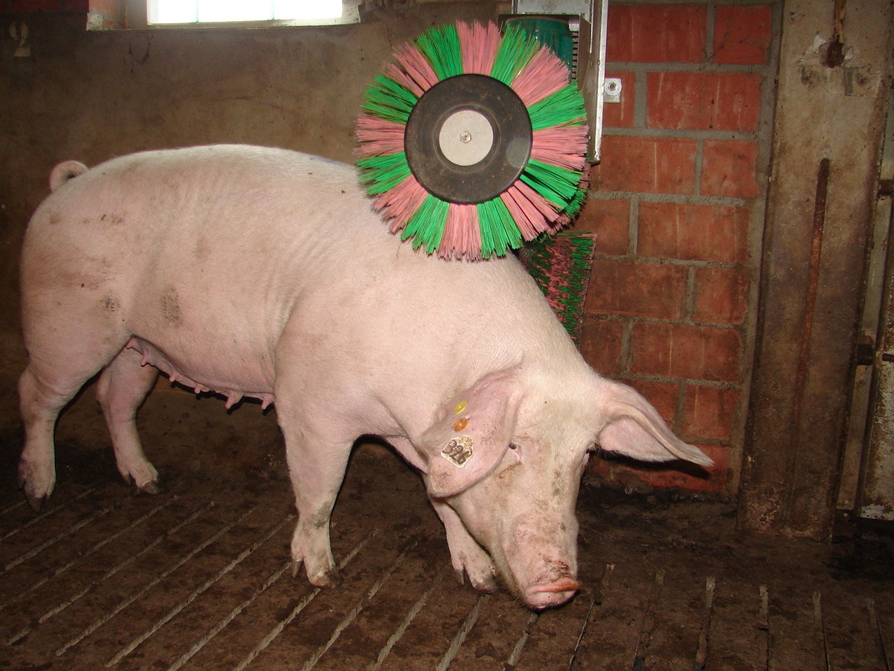 SCHURR 2brushsystem for pigs sows pig brush pigbrush sowbrush