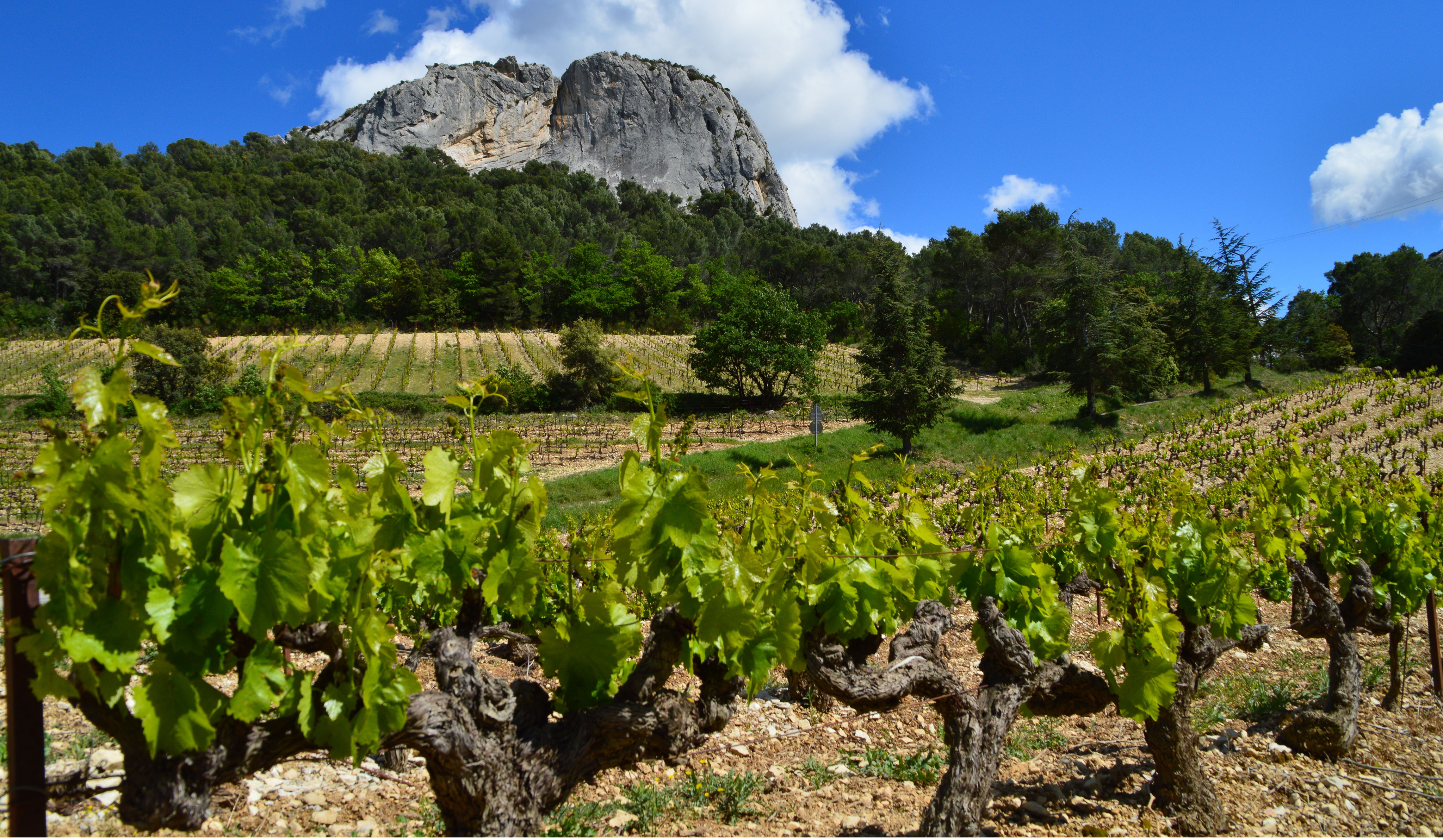 Wine tour in Gigondas, Beaumes-de-Venise and Vacqueyras ...