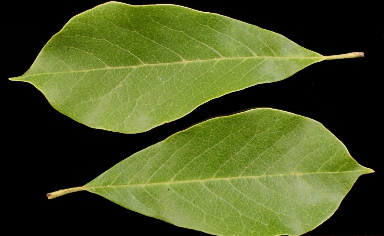 Magnolia x soulangeana Tulpen Magnolie Gartenpflege Pascal