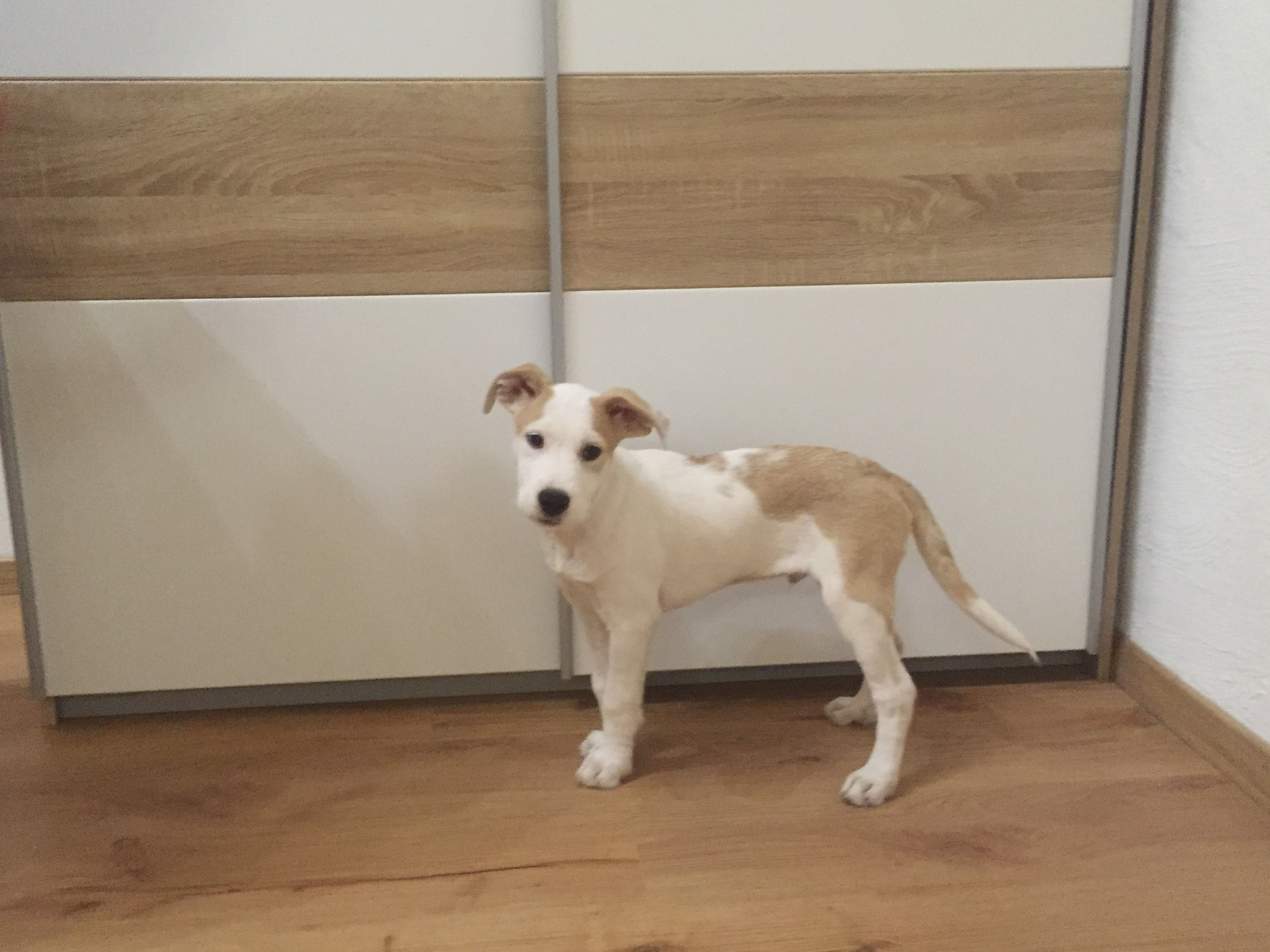 Welpen/Junghunde Mobile Hundeschule Mayr Kufstein