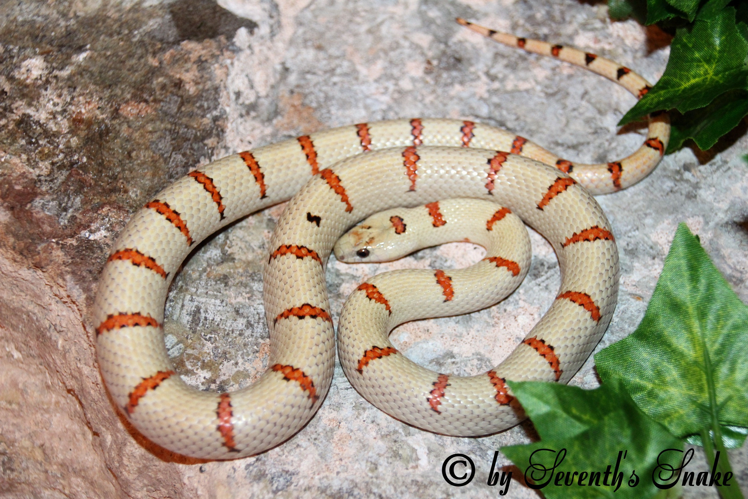 Lampropeltis Leonis seventhssnakefarbgallerys Webseite!